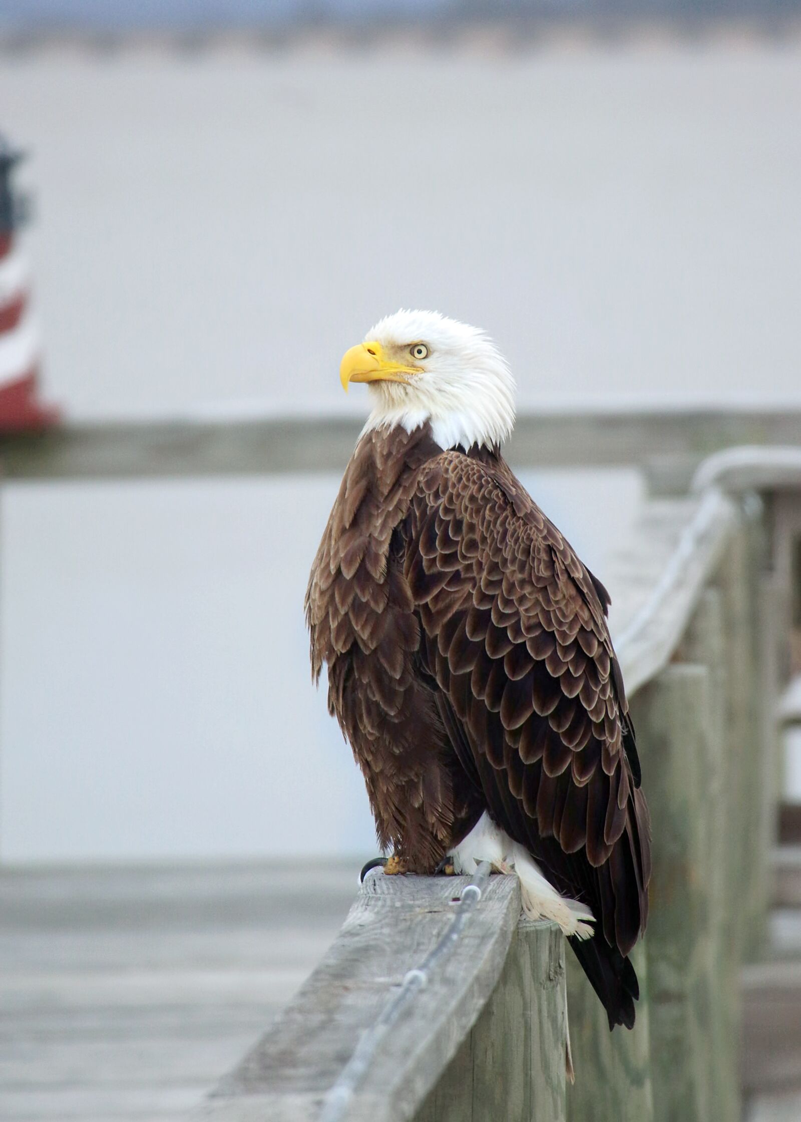 Pentax K-3 sample photo. Bald eagle, eagle, red photography