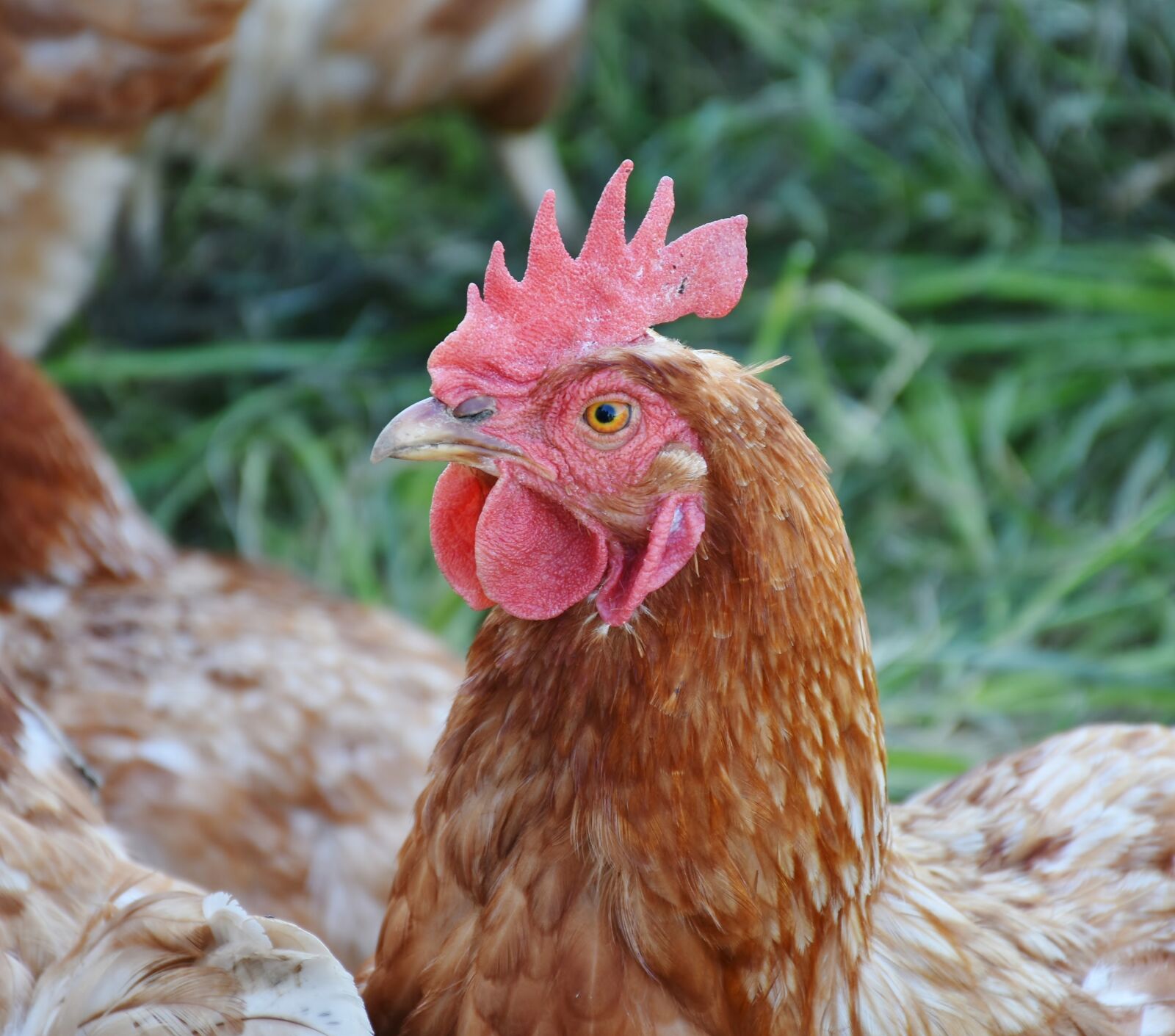 Nikon D7200 sample photo. Chicken, hen, laying hens photography