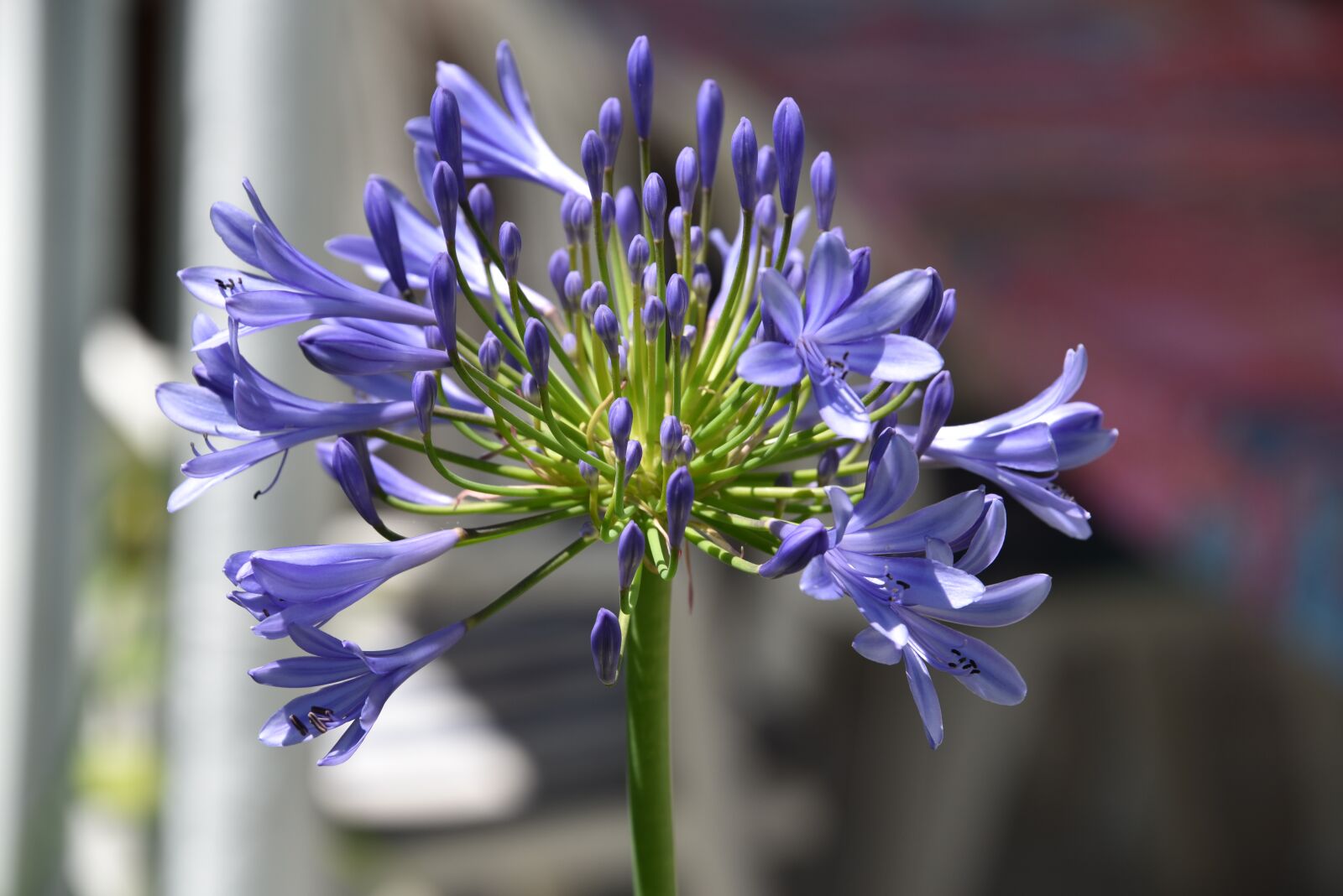 Nikon D750 sample photo. Flower, blue, nature photography