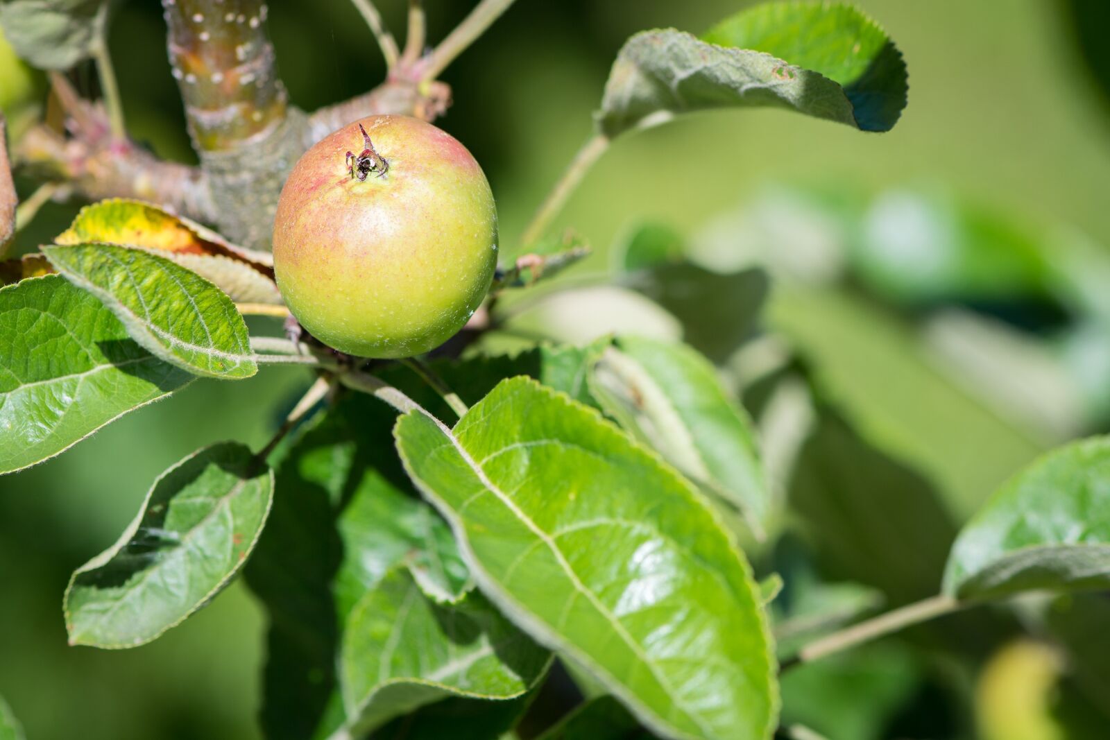 Nikon D7100 sample photo. Apple, apple tree, mature photography