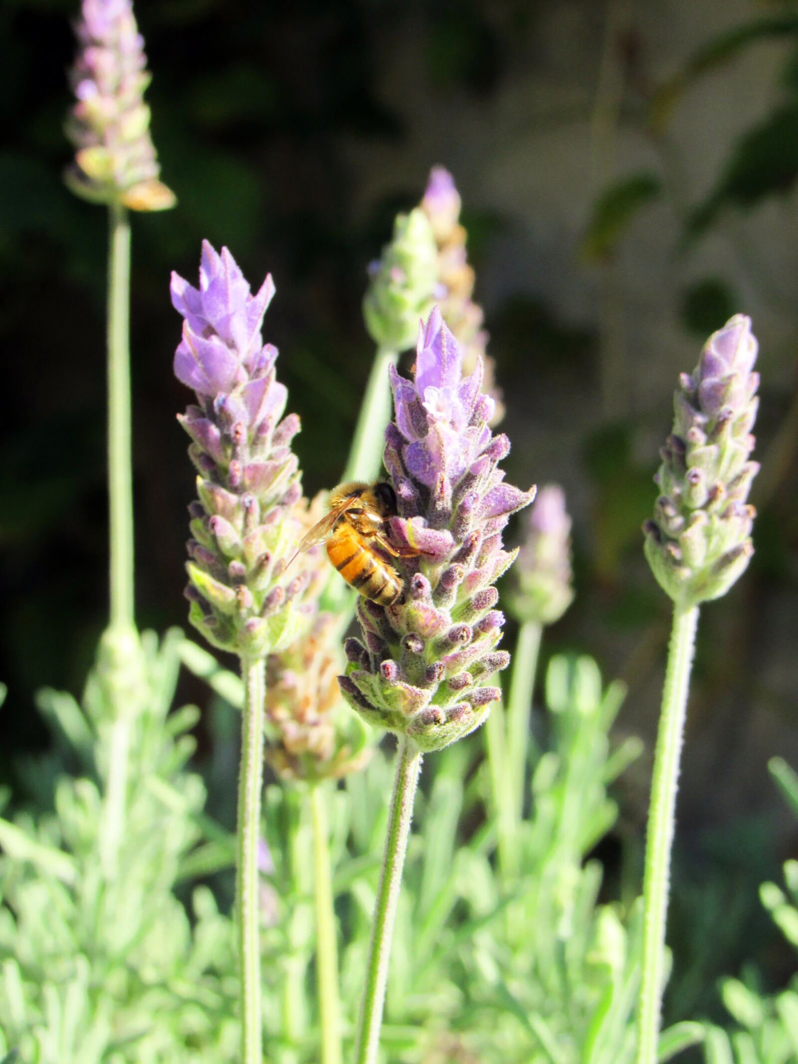 Canon PowerShot SX530 HS sample photo. Flower, nature, plant photography