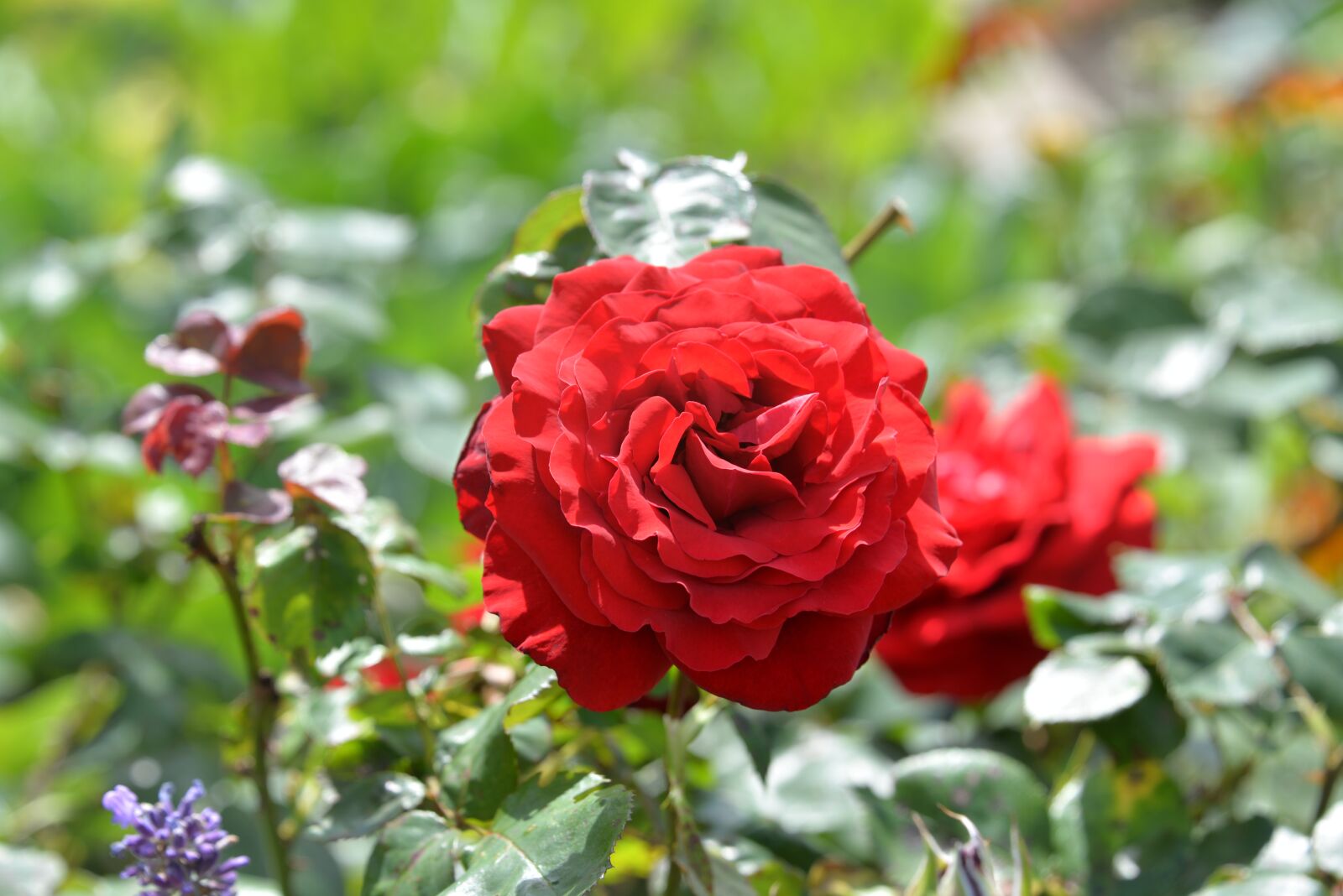 Nikon D610 sample photo. Rose, red, garden photography