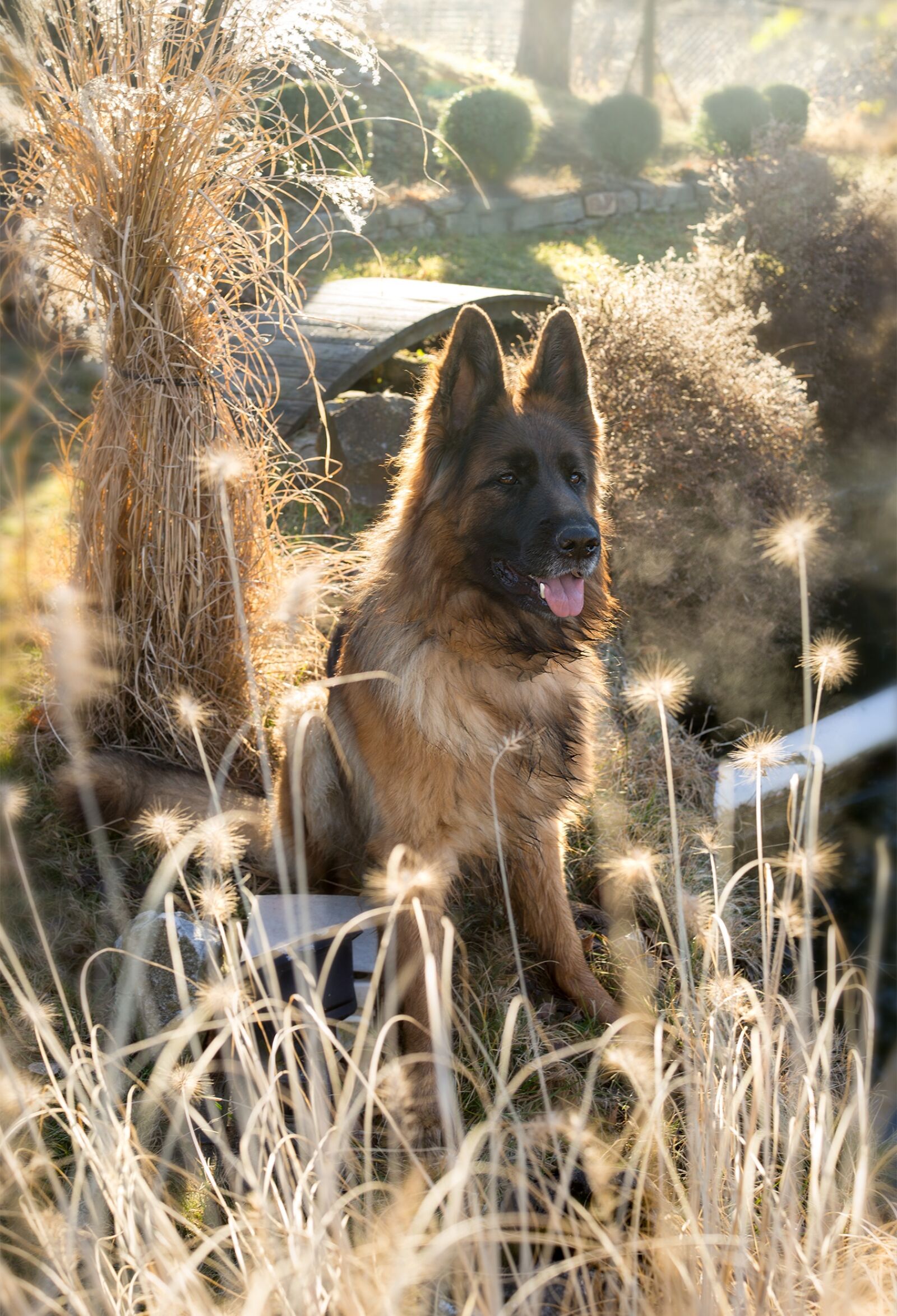 Sony Cyber-shot DSC-RX1 sample photo. Animals, dog, sch fer photography