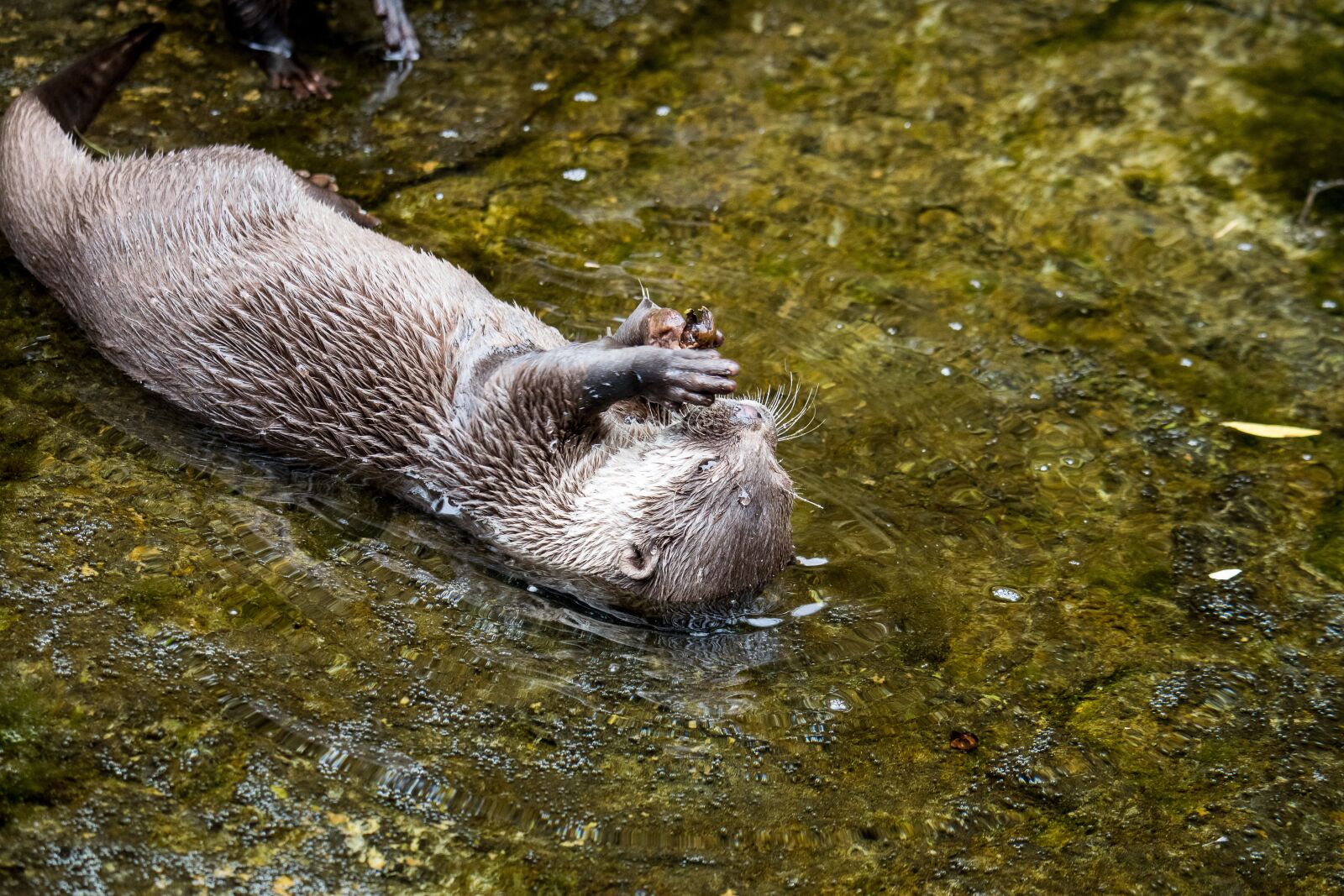 Canon EF-S 55-250mm F4-5.6 IS STM sample photo. Otter, mammal, rodent photography