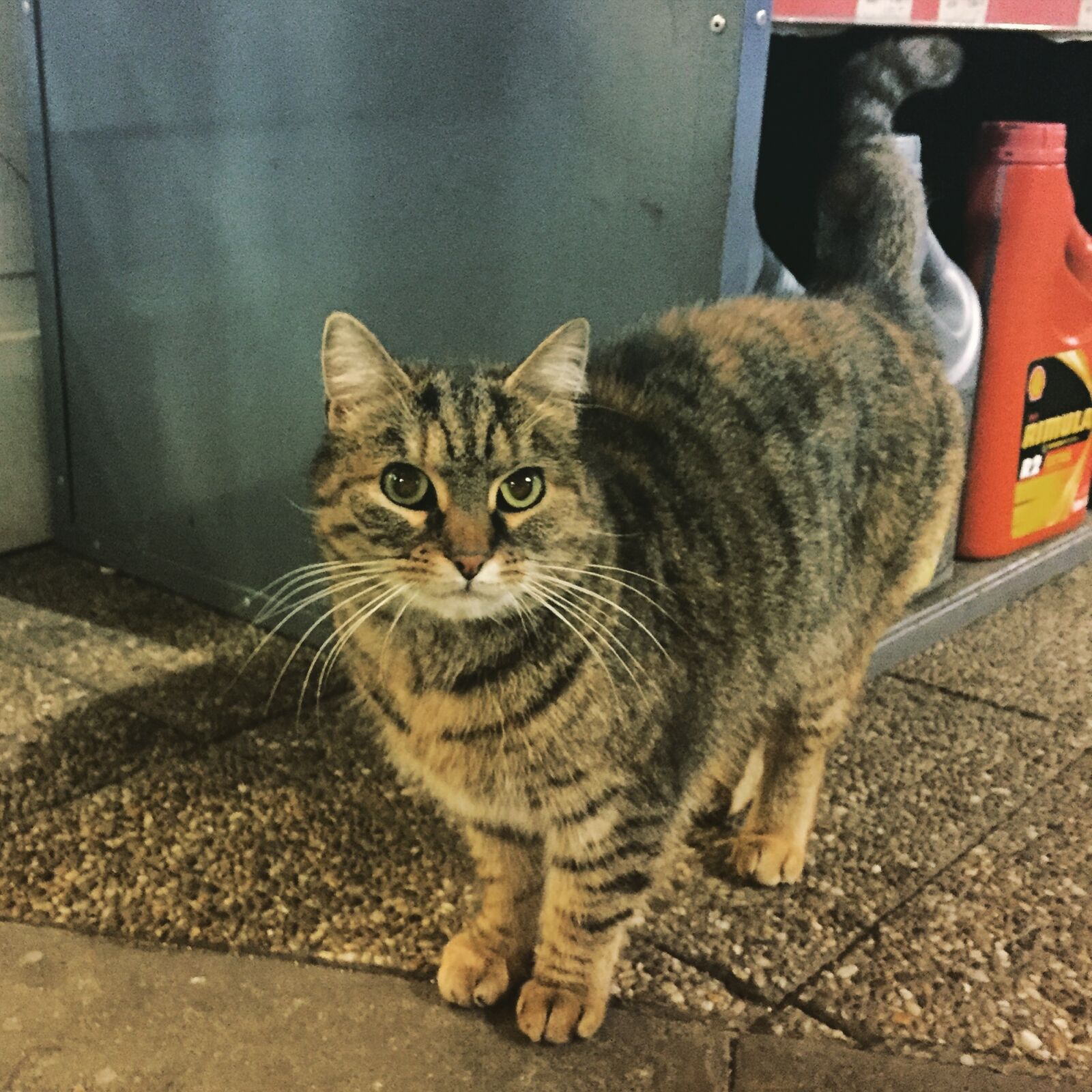 iPhone 6 back camera 4.15mm f/2.2 sample photo. Cat, petrol, station photography