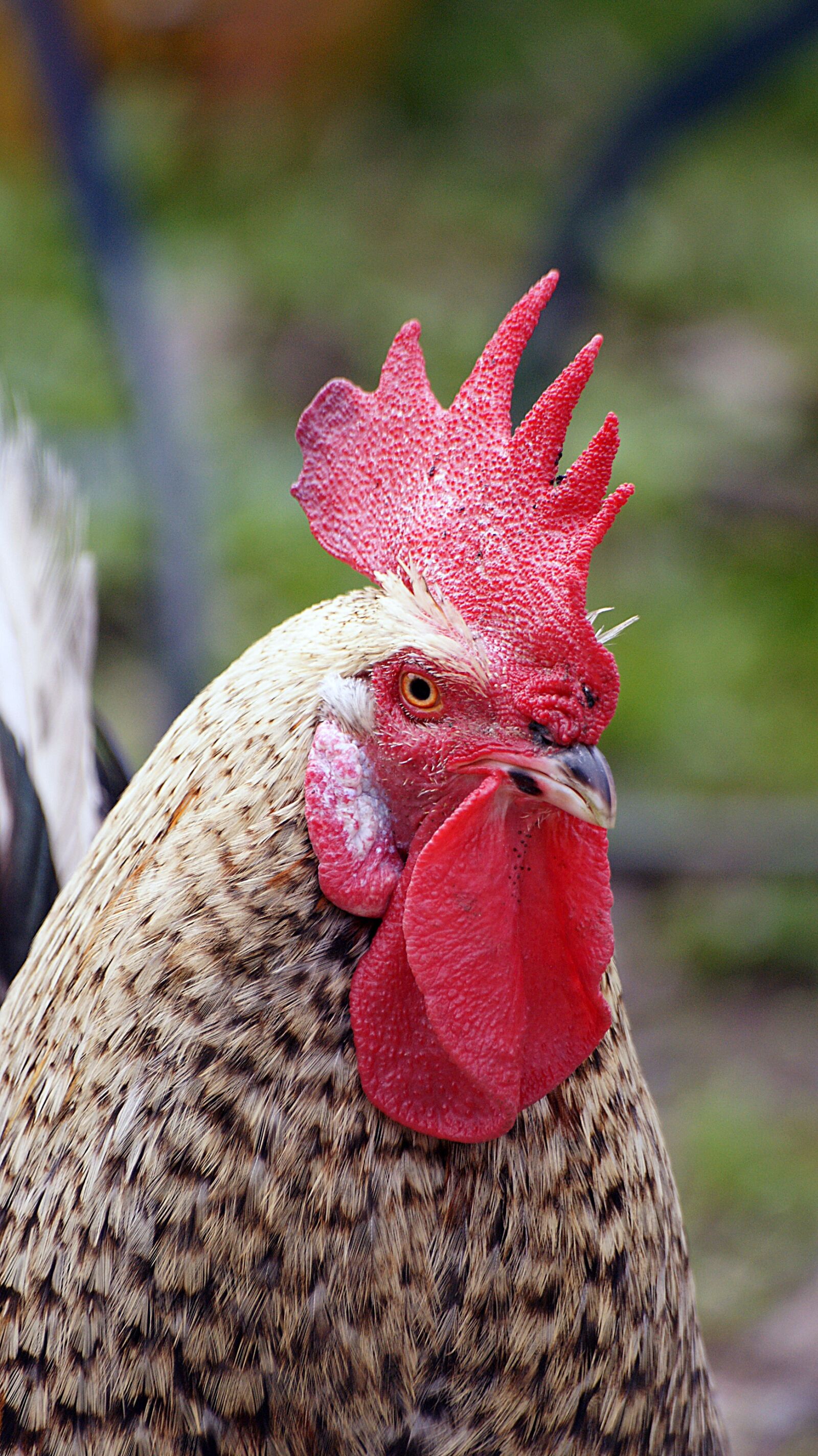 Sony Alpha DSLR-A700 sample photo. Nature, bird, animal photography