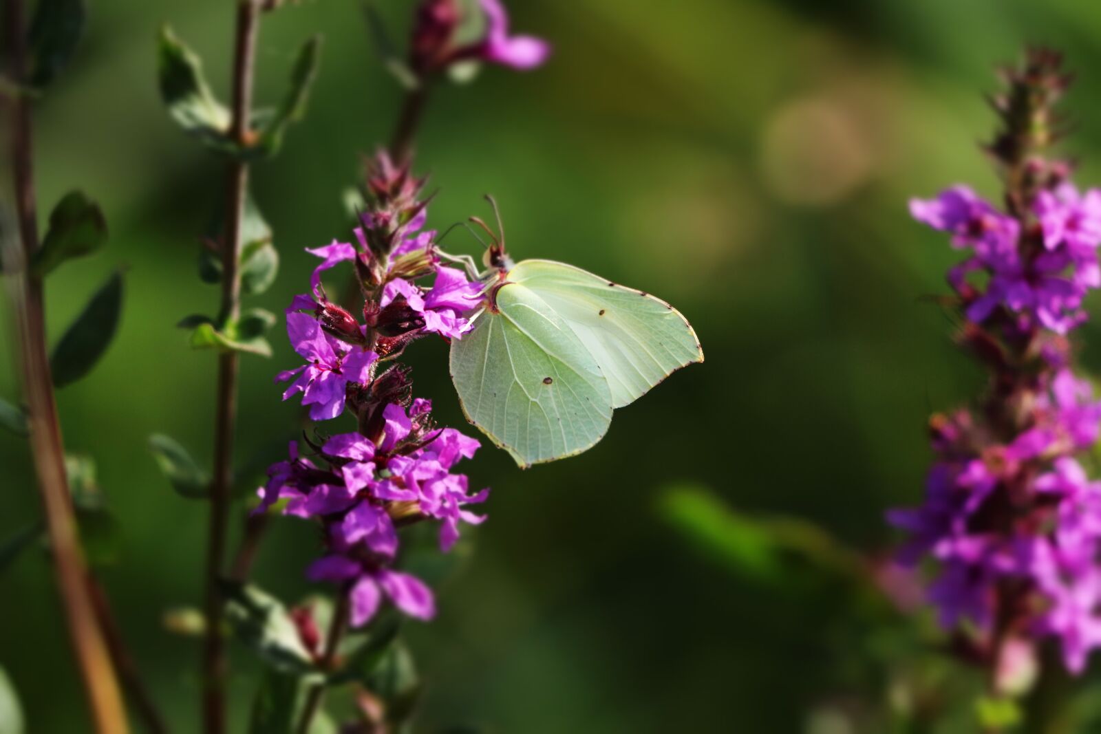 Canon EF 70-300 F4-5.6 IS II USM sample photo. Butterfly, fly, nature photography