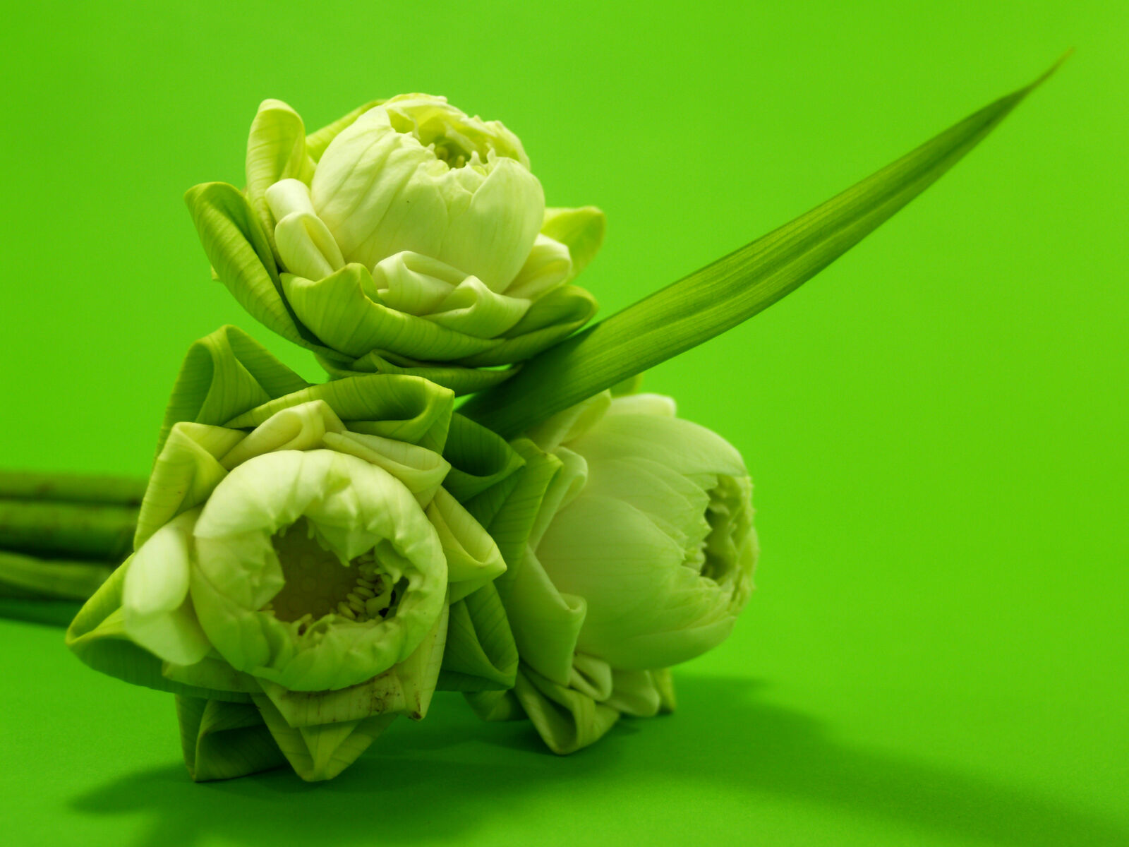 Olympus E-300 (EVOLT E-300) sample photo. Asia, asian, beautiful, blooming photography