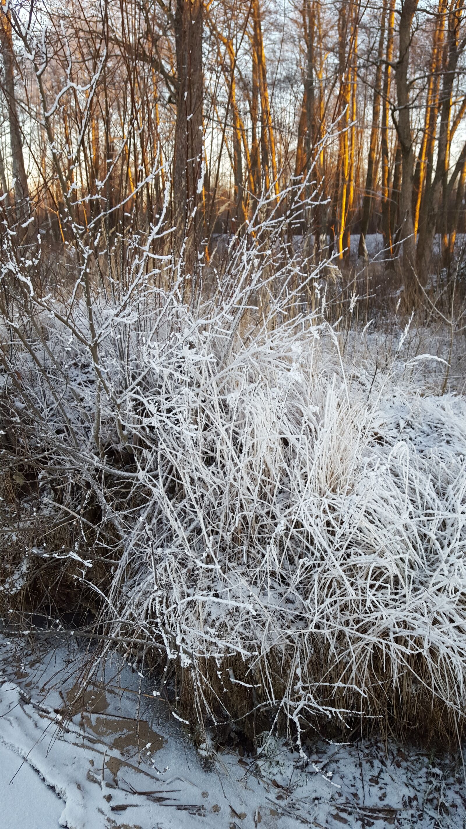 Samsung Galaxy S6 sample photo. Branch, winter, trees photography