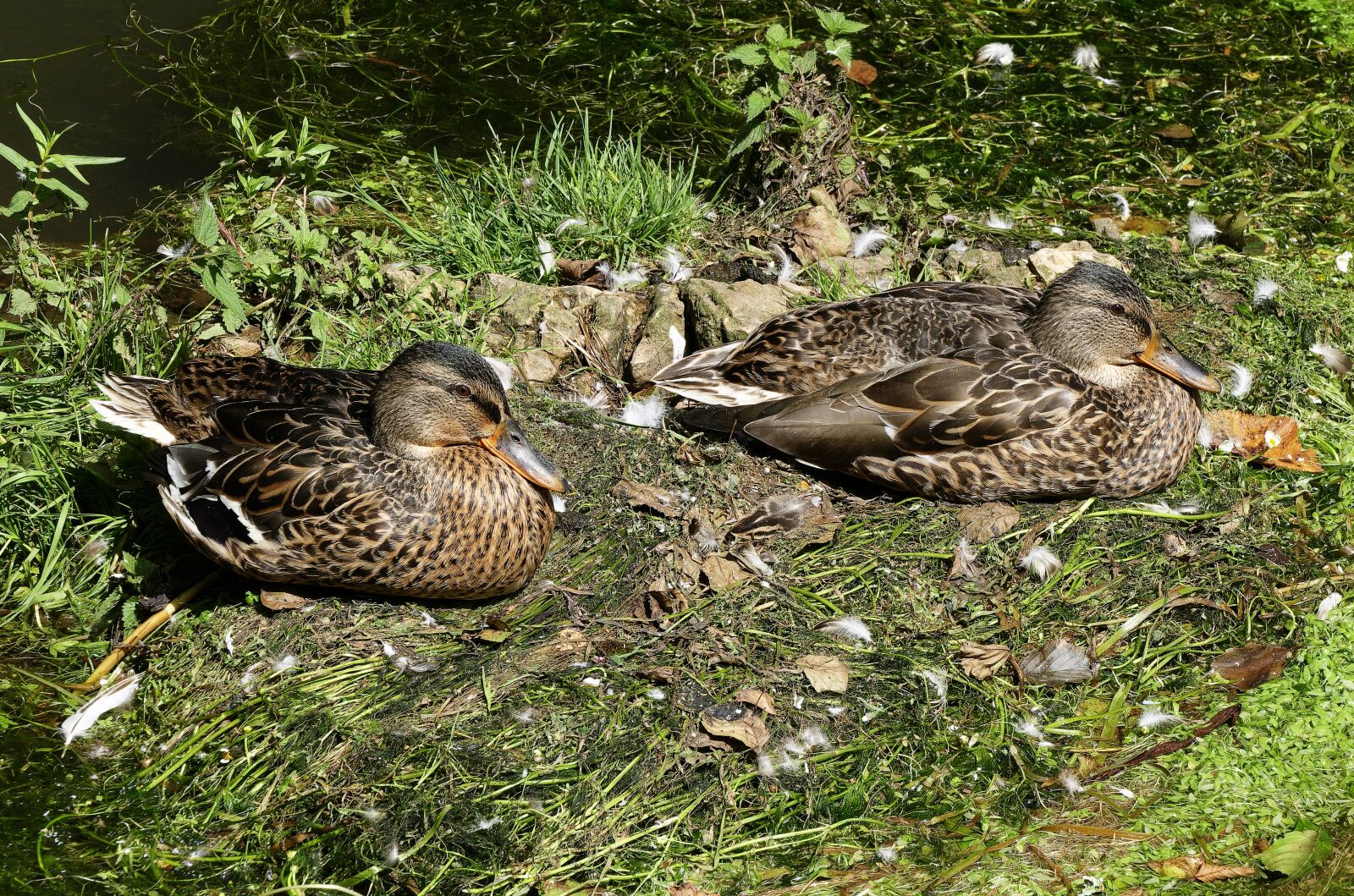 Panasonic Lumix DMC-FZ1000 sample photo. Ducks, mallard, mallard female photography
