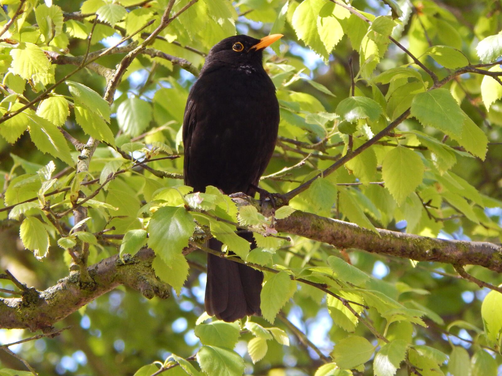 Nikon Coolpix L830 sample photo. Bird, blackbird, tree photography