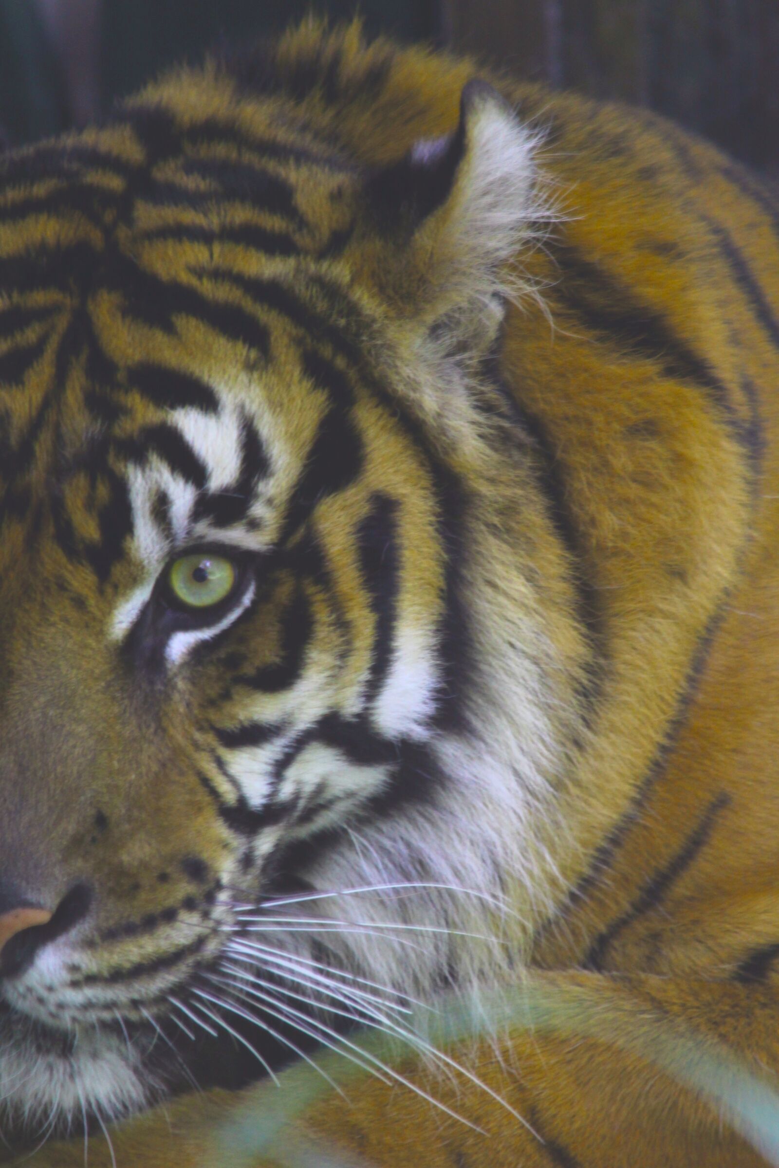 Canon EOS 60D sample photo. Animal, tiger photography