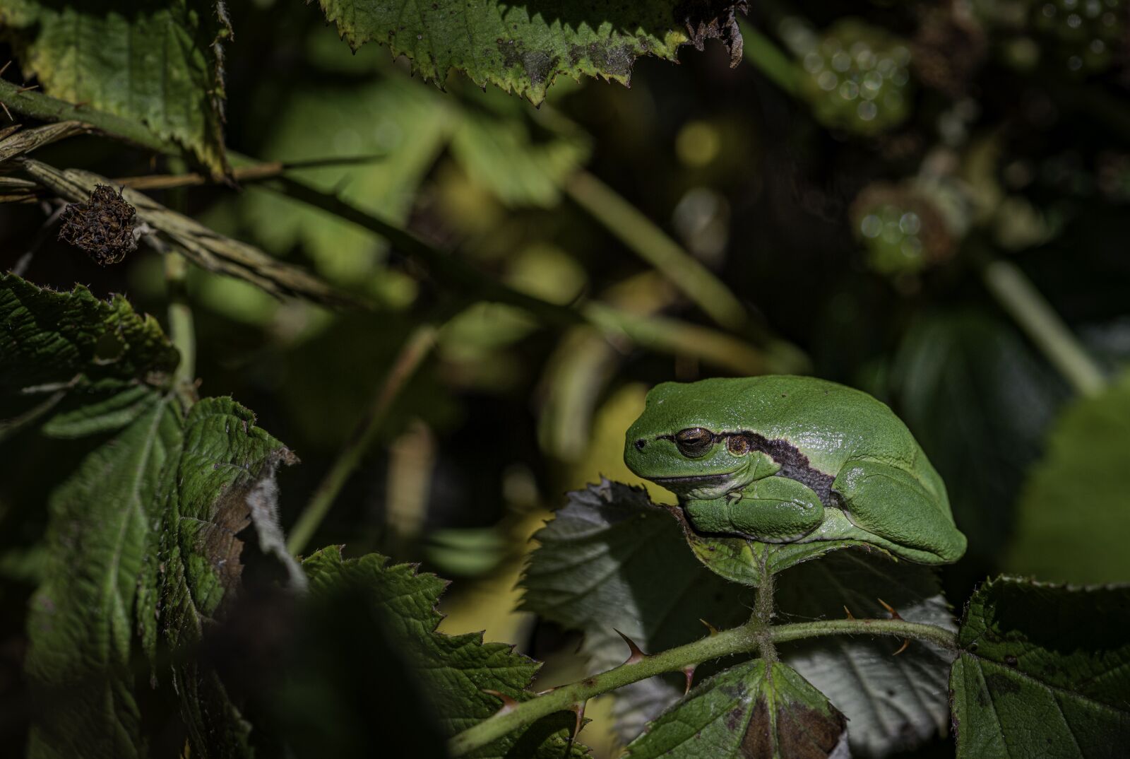 Nikon D850 sample photo. Nature, frog, amphibian photography