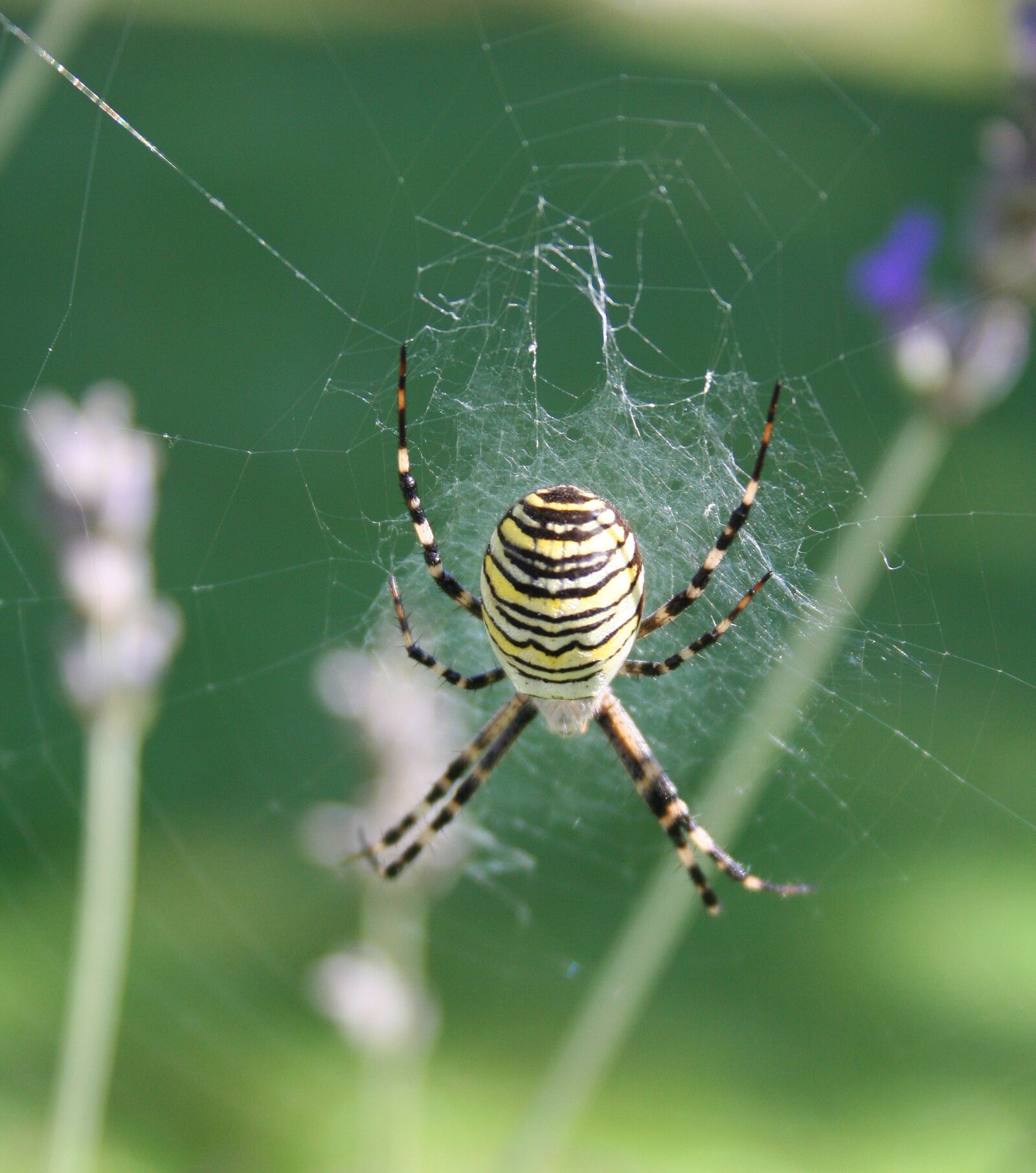 Canon EOS 350D (EOS Digital Rebel XT / EOS Kiss Digital N) sample photo. Wasp spider, spin, insect photography
