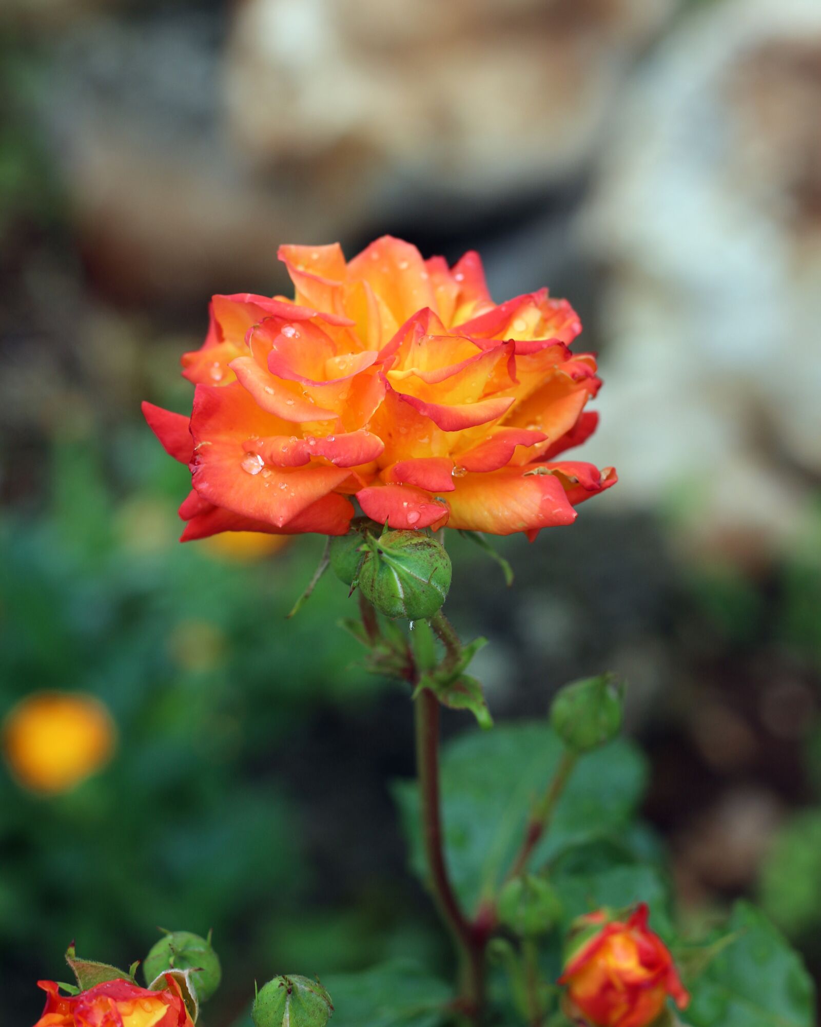 Canon EOS 700D (EOS Rebel T5i / EOS Kiss X7i) sample photo. Bright, orange, yellow photography
