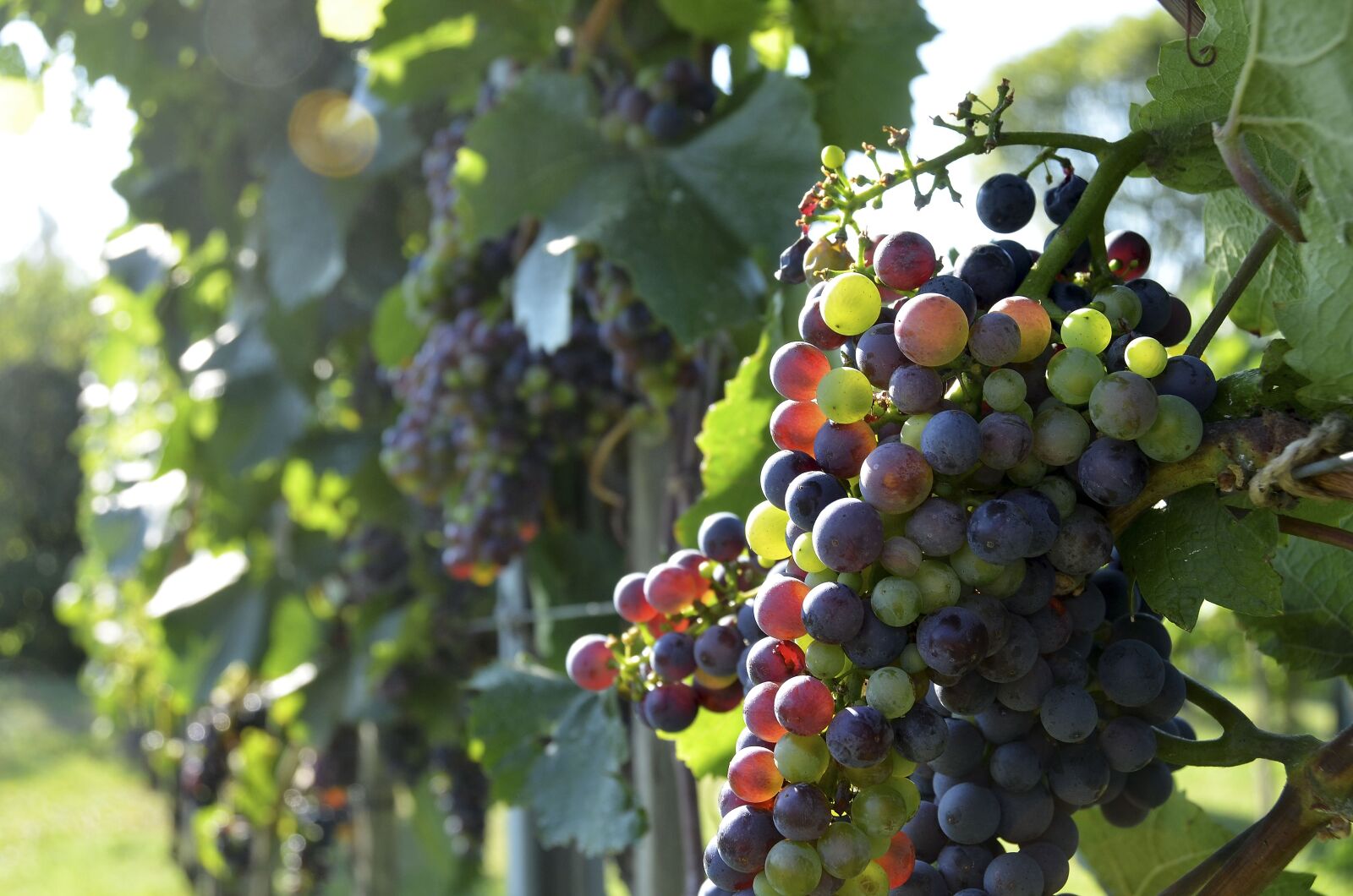 Nikon D7000 sample photo. Wine, grapes, vine photography