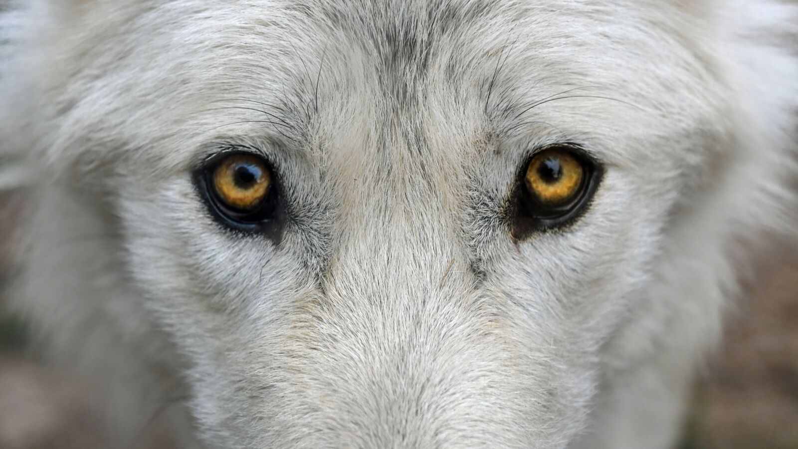 Nikon D500 sample photo. Wolf, look, predator photography