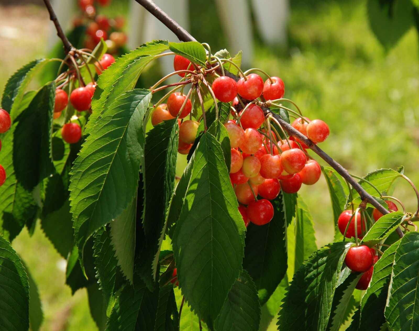 Nikon D80 sample photo. Cherry, fruit, red photography