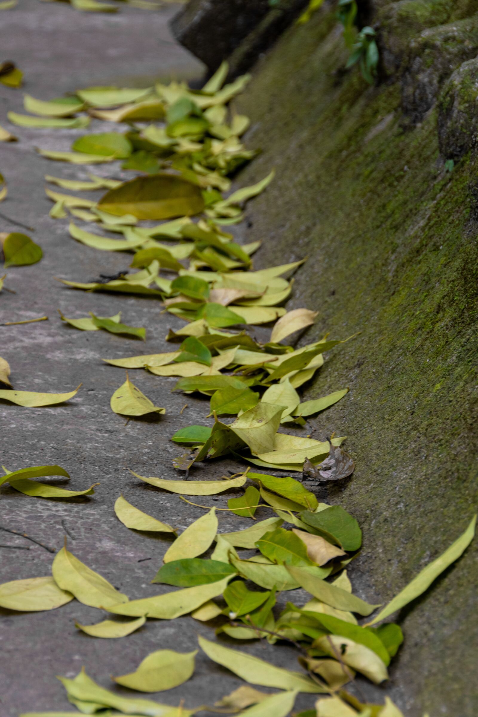 Nikon D5600 sample photo. Leaves, green, spring photography