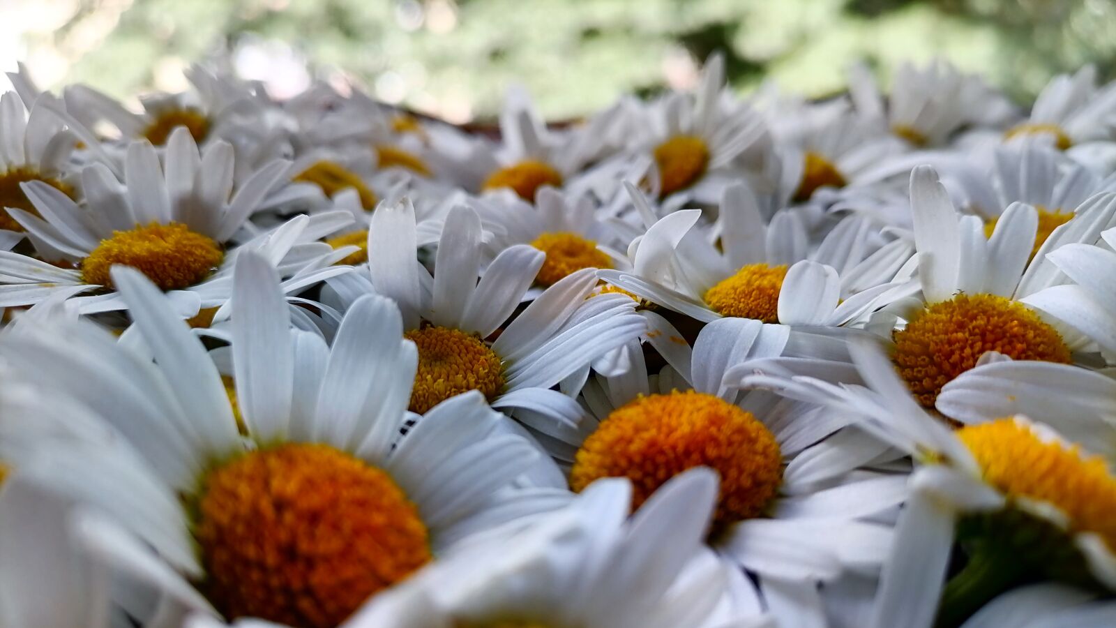 HUAWEI ART-L29 sample photo. Chamomile, summer, flowers photography