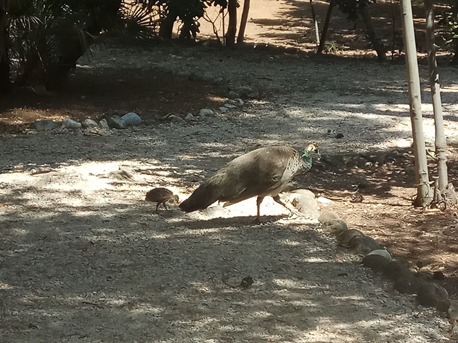 Xiaomi Redmi Note 4 sample photo. Peacock, animal, feather photography
