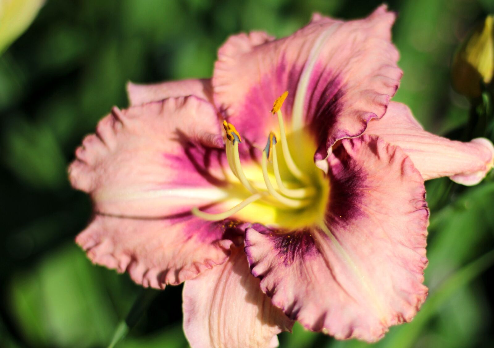 Canon EOS 600D (Rebel EOS T3i / EOS Kiss X5) sample photo. Hemerocallis edge ahead, daylily photography