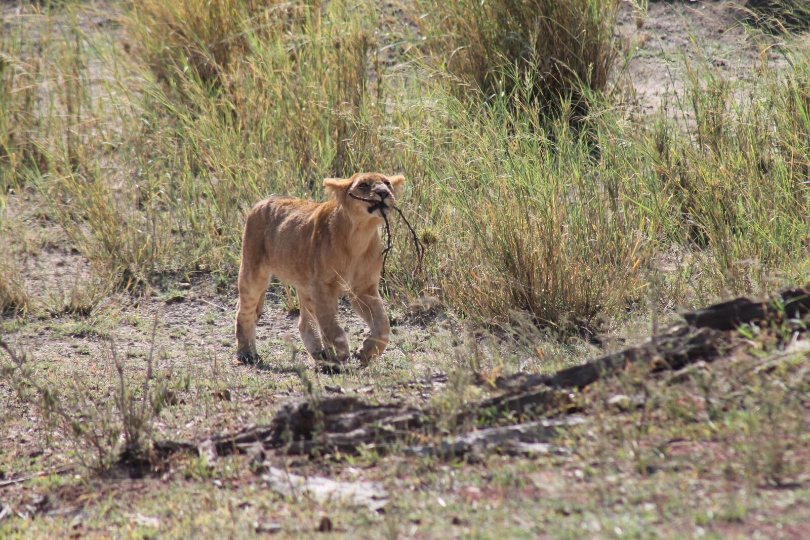 Canon EOS 1100D (EOS Rebel T3 / EOS Kiss X50) sample photo. Tanzania, lion, national park photography