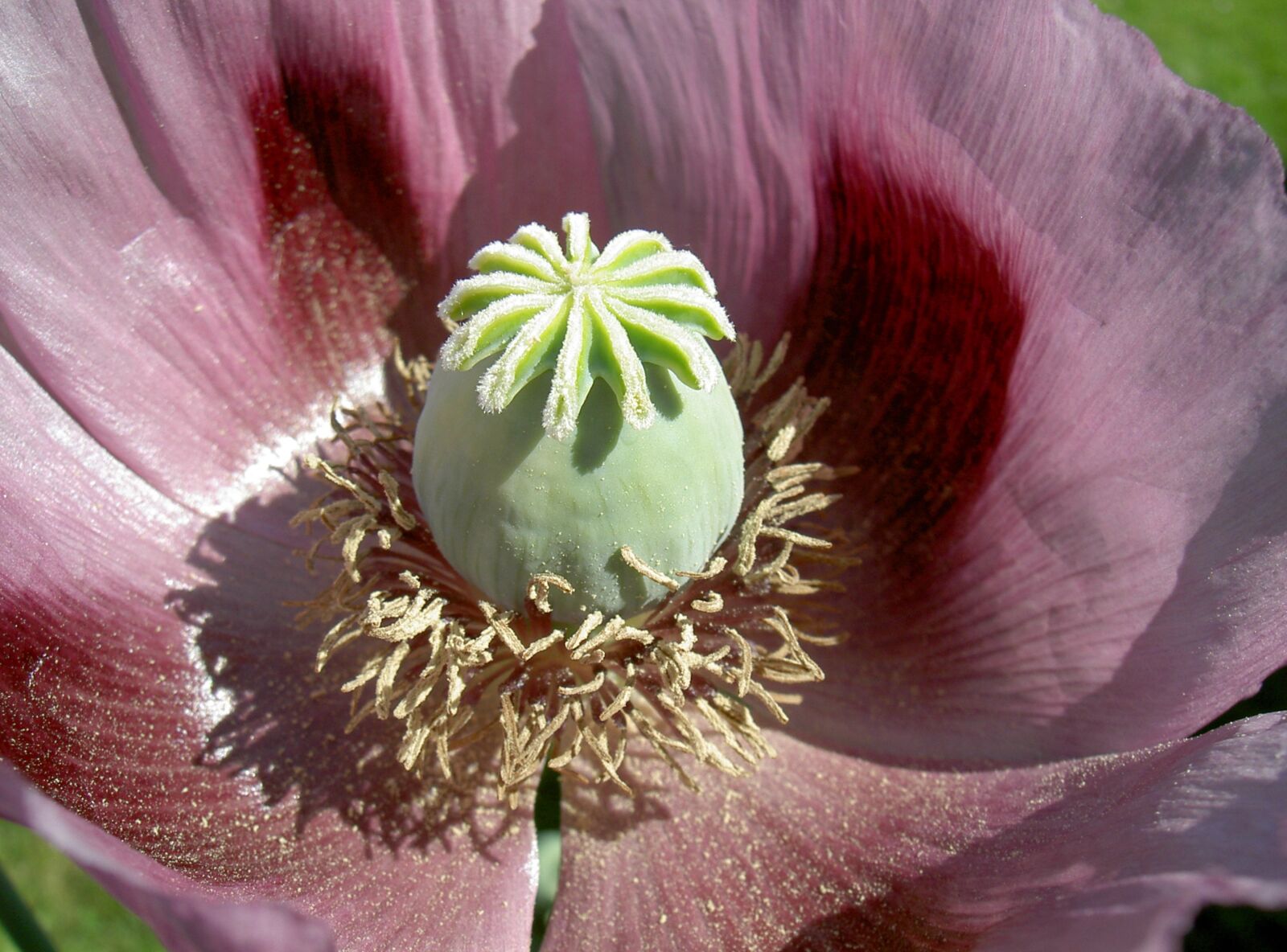KONICA MINOLTA DIGITAL CAMERA KD-400Z sample photo. Poppy, plant, nature photography
