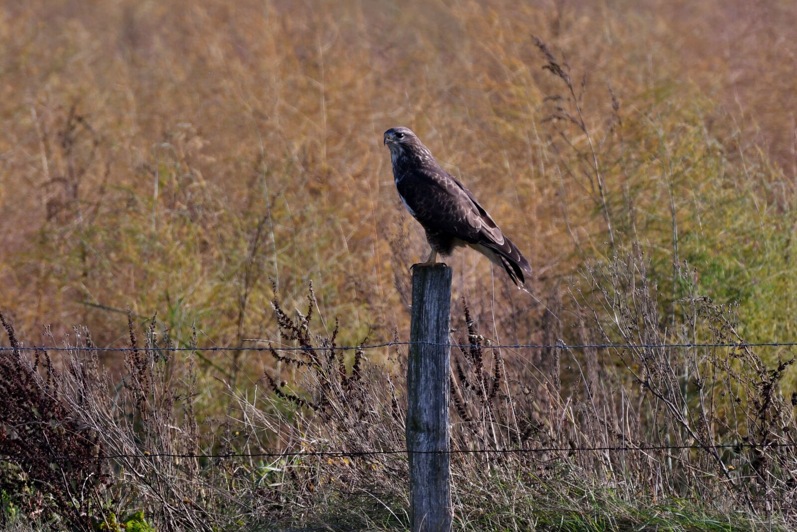 Nikon D500 sample photo. Common buzzard, bird of photography