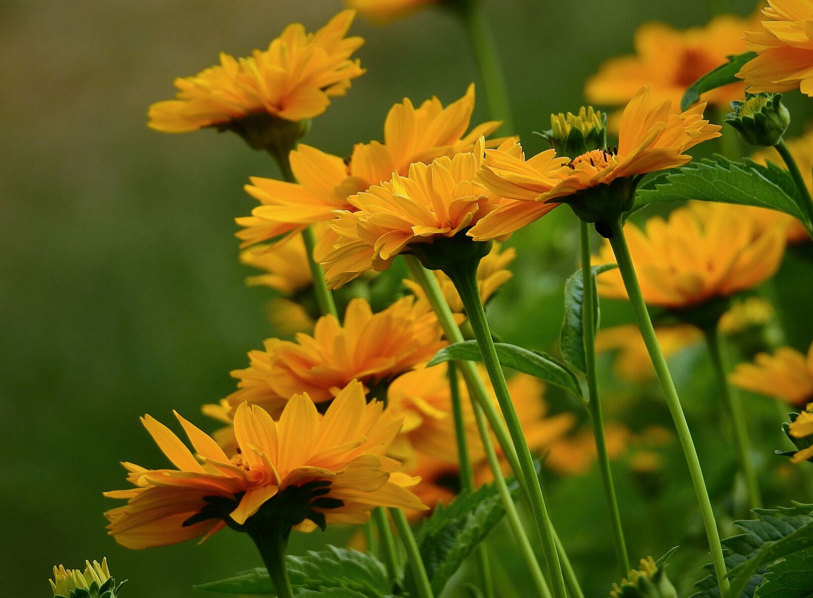 Nikon Coolpix P900 sample photo. Flowers, yellow, garden photography
