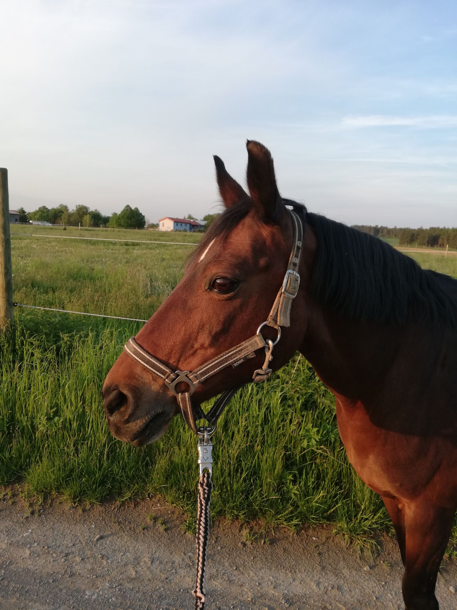 HUAWEI P20 lite sample photo. Horse, walk, halter photography