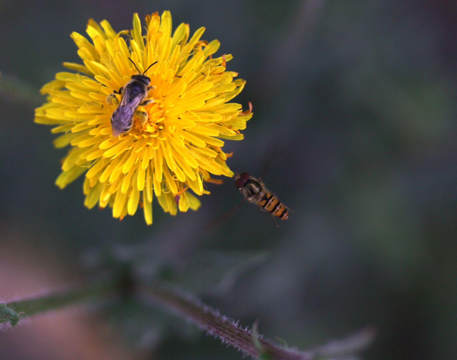 Canon EF-S 60mm F2.8 Macro USM sample photo. Dandelion, yellow, bee photography