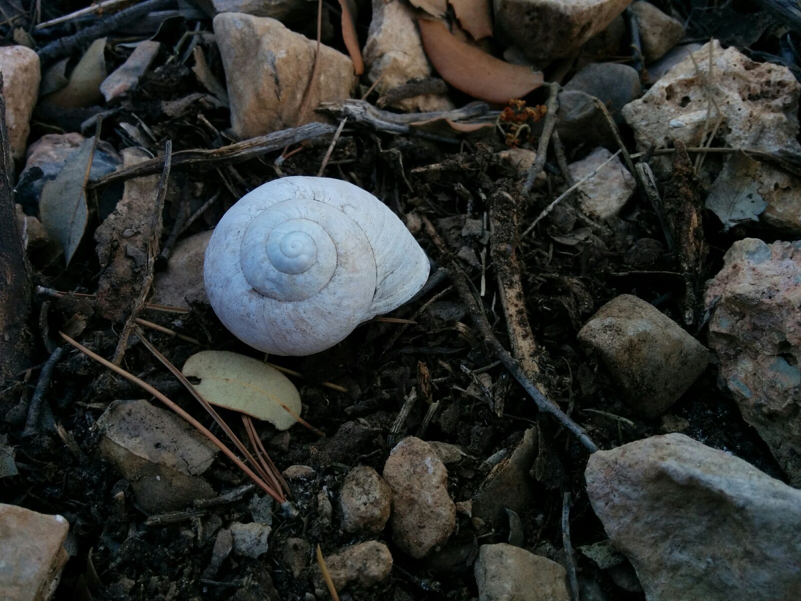 LG Nexus 5 sample photo. Snail, nature, shell photography