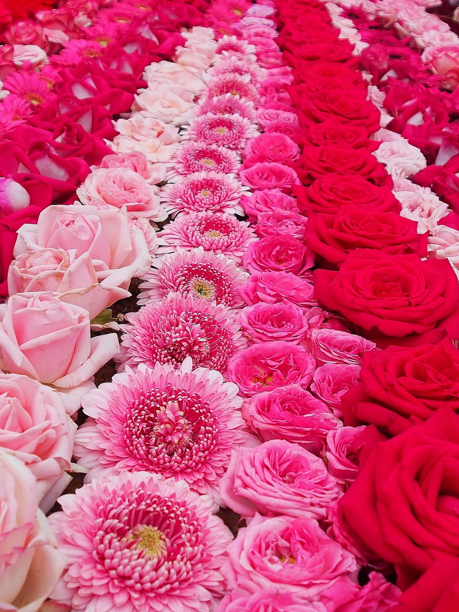 Olympus OM-D E-M5 sample photo. Flower carpet, fronleich took photography
