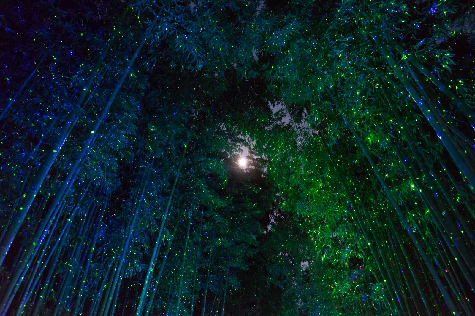 Sony a7 II sample photo. Bamboo, fantasy, moon photography