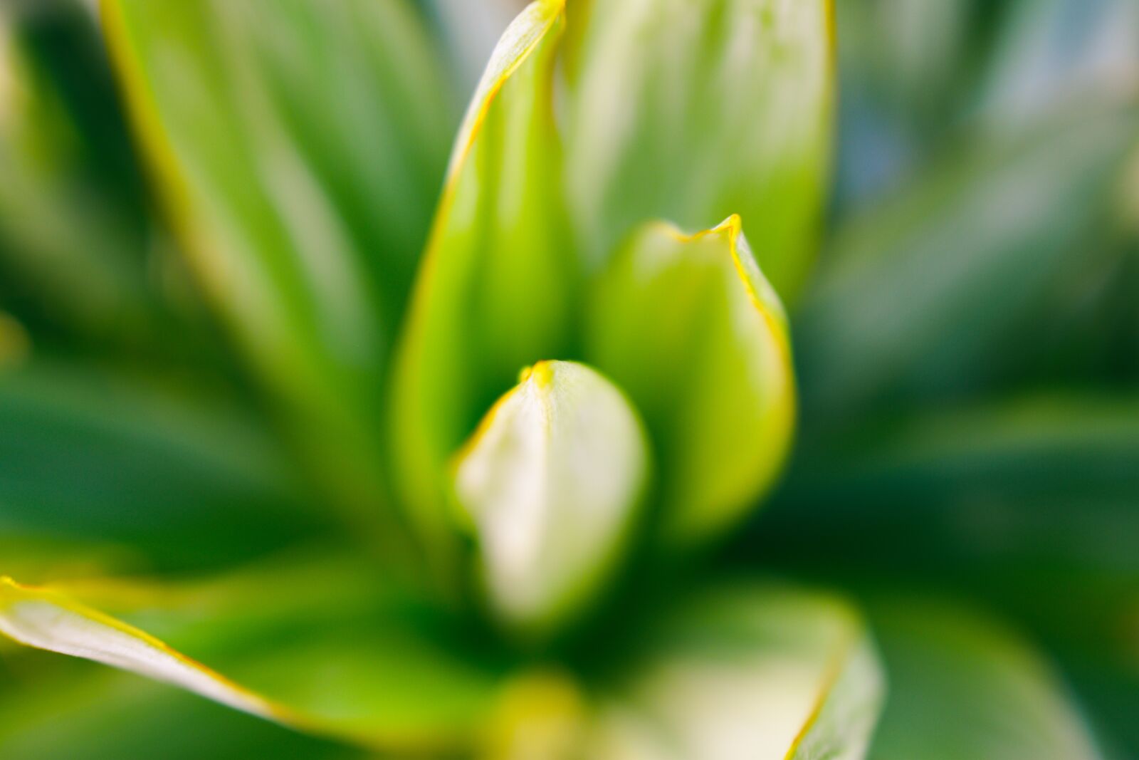 Nikon D5600 sample photo. Green, leaves, leaf photography