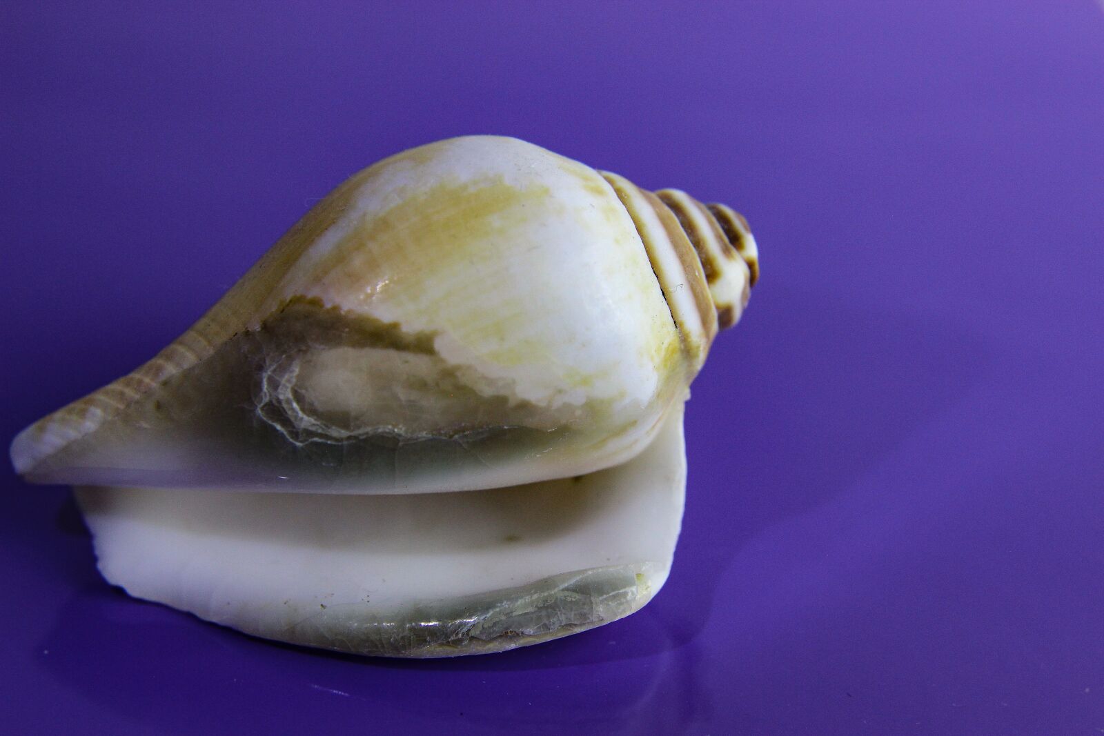 Canon EOS 600D (Rebel EOS T3i / EOS Kiss X5) sample photo. Shellfish, shell, invertebrate photography