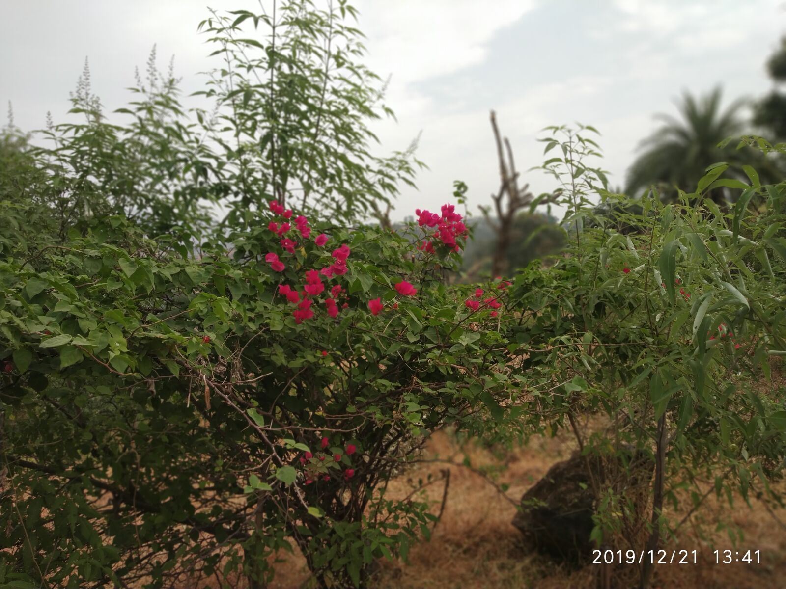 Xiaomi Redmi Note 5 Pro sample photo. Nature, flower, blossom photography
