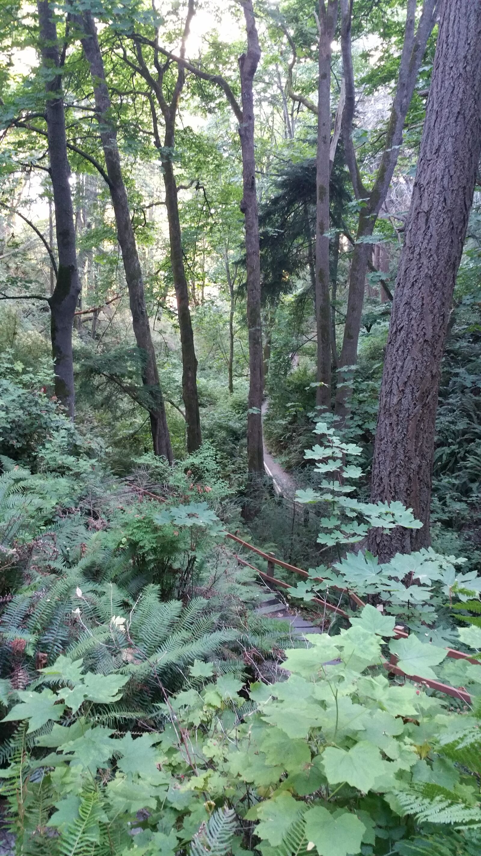 Samsung Galaxy Note4 sample photo. Woods, leaves, trees photography