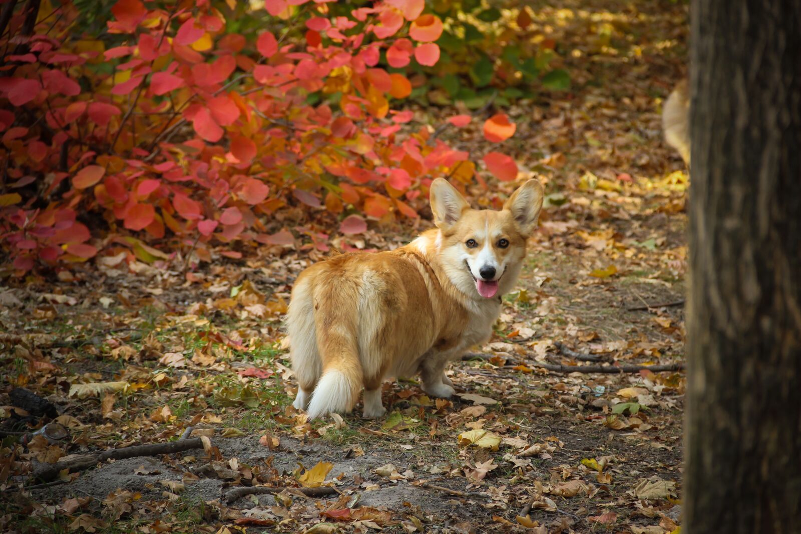 Canon EOS 550D (EOS Rebel T2i / EOS Kiss X4) sample photo. Corgi, waiting, looking photography