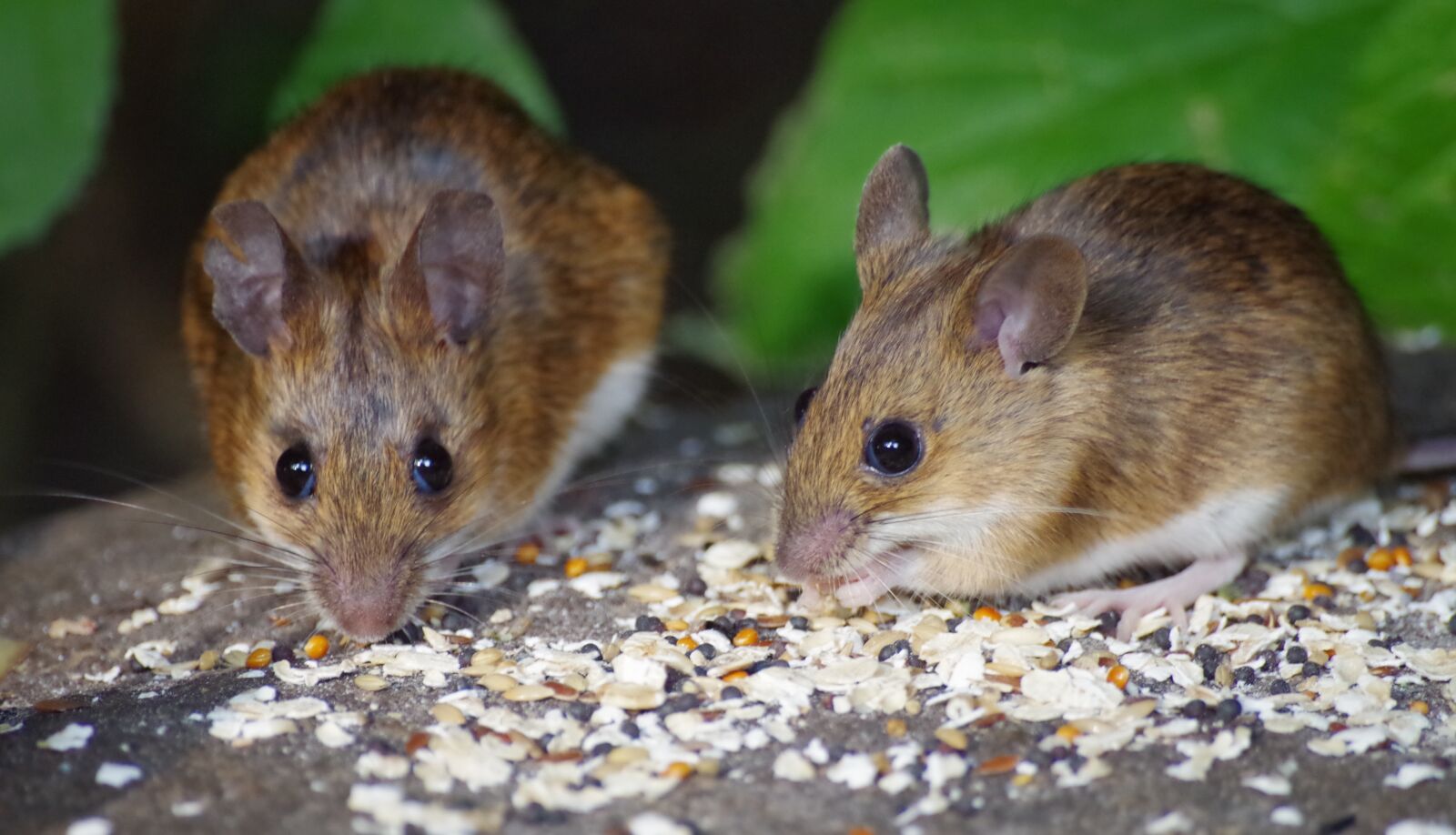 Pentax K-30 sample photo. Wood mouse, food, cute photography