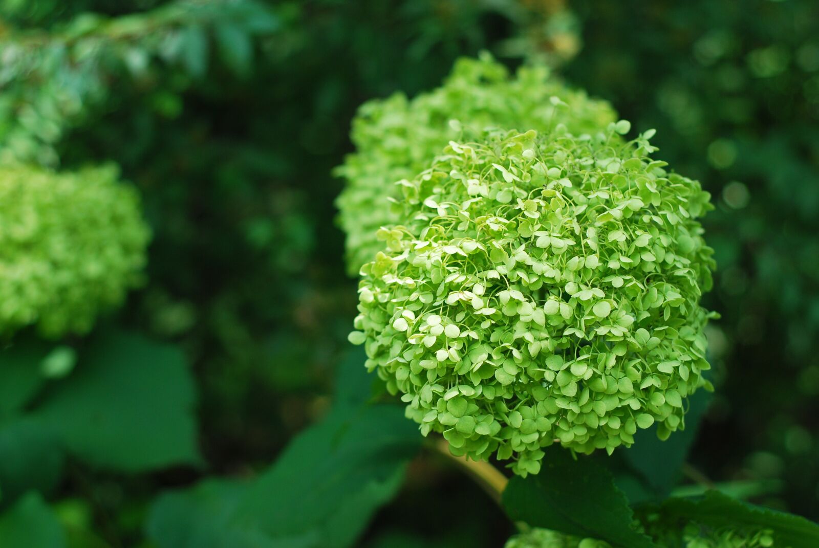 Nikon D80 sample photo. Plants, background, summer photography