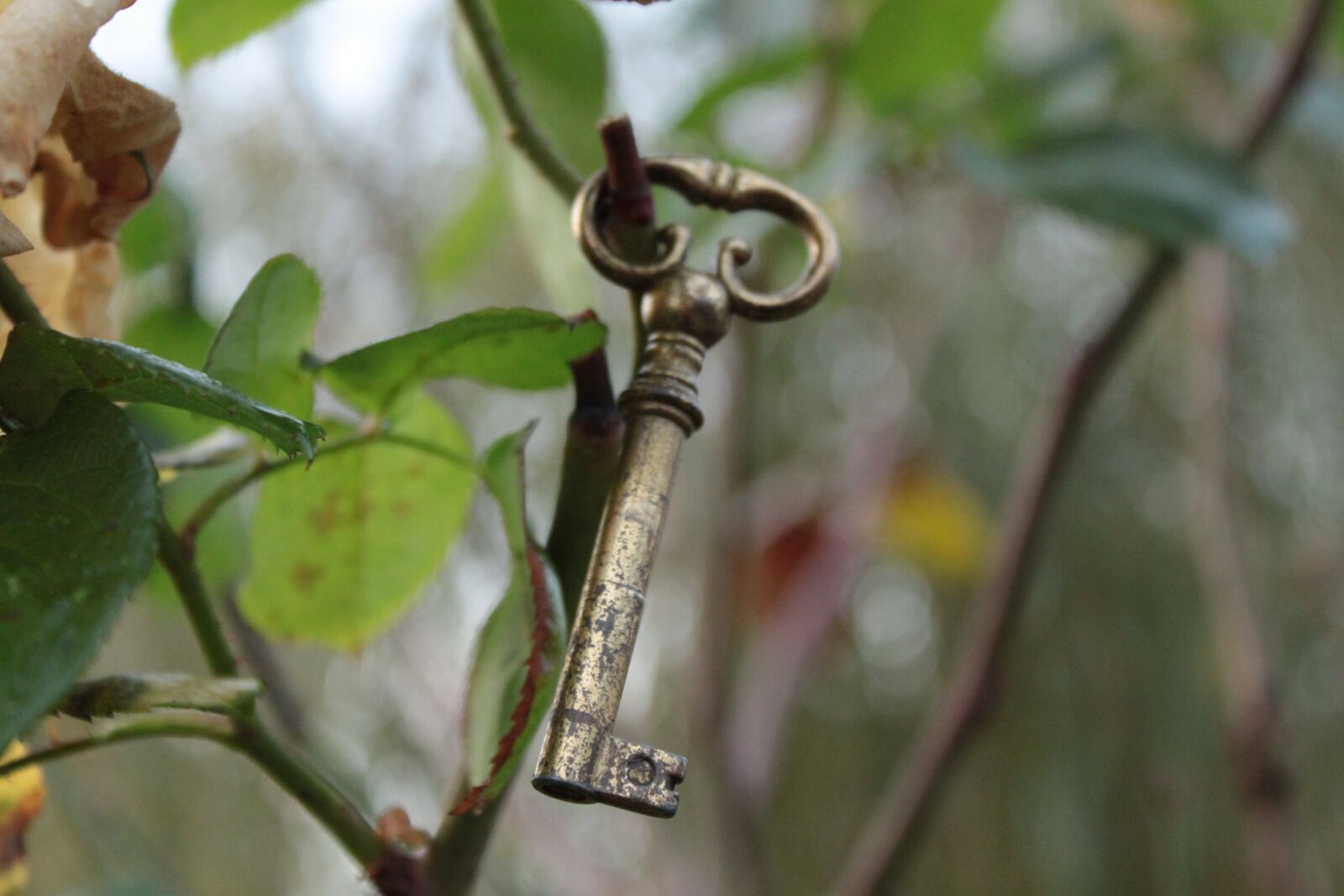 Canon EOS 500D (EOS Rebel T1i / EOS Kiss X3) sample photo. Key, garden, nature photography