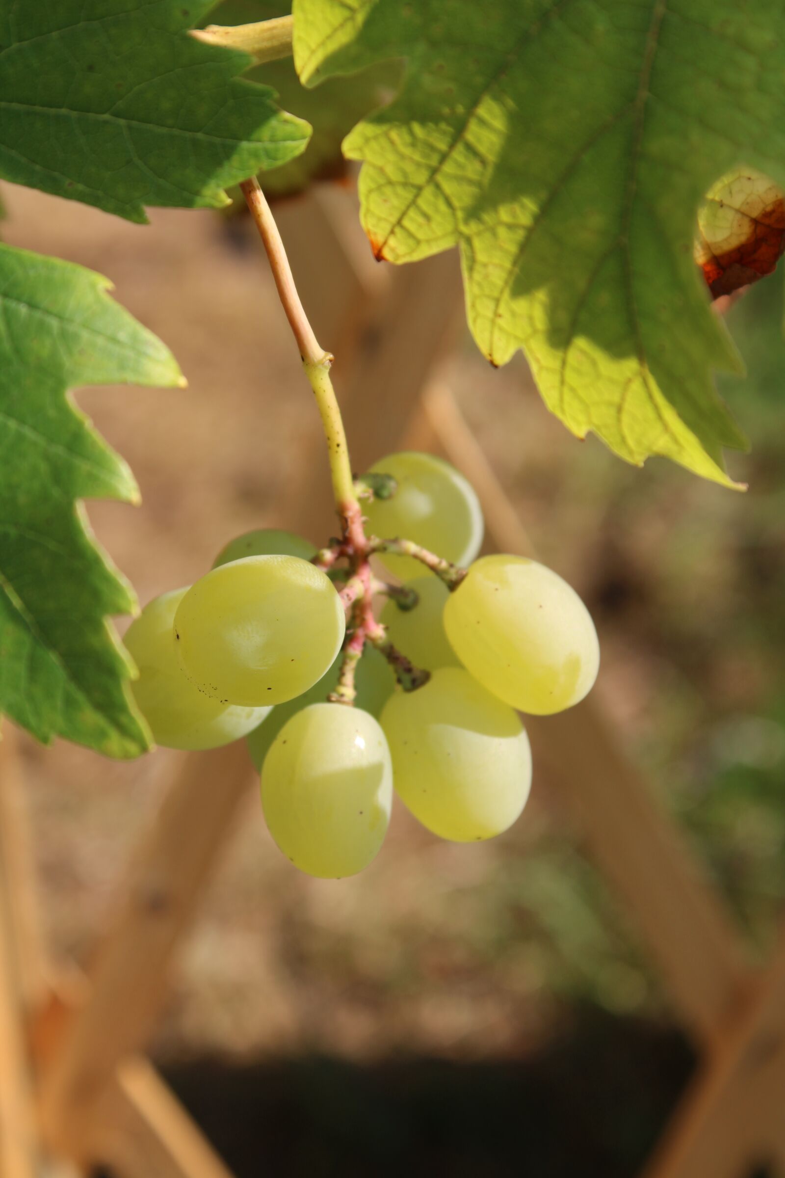 Canon EOS 2000D (EOS Rebel T7 / EOS Kiss X90 / EOS 1500D) sample photo. Grapes, ripe, fruit photography