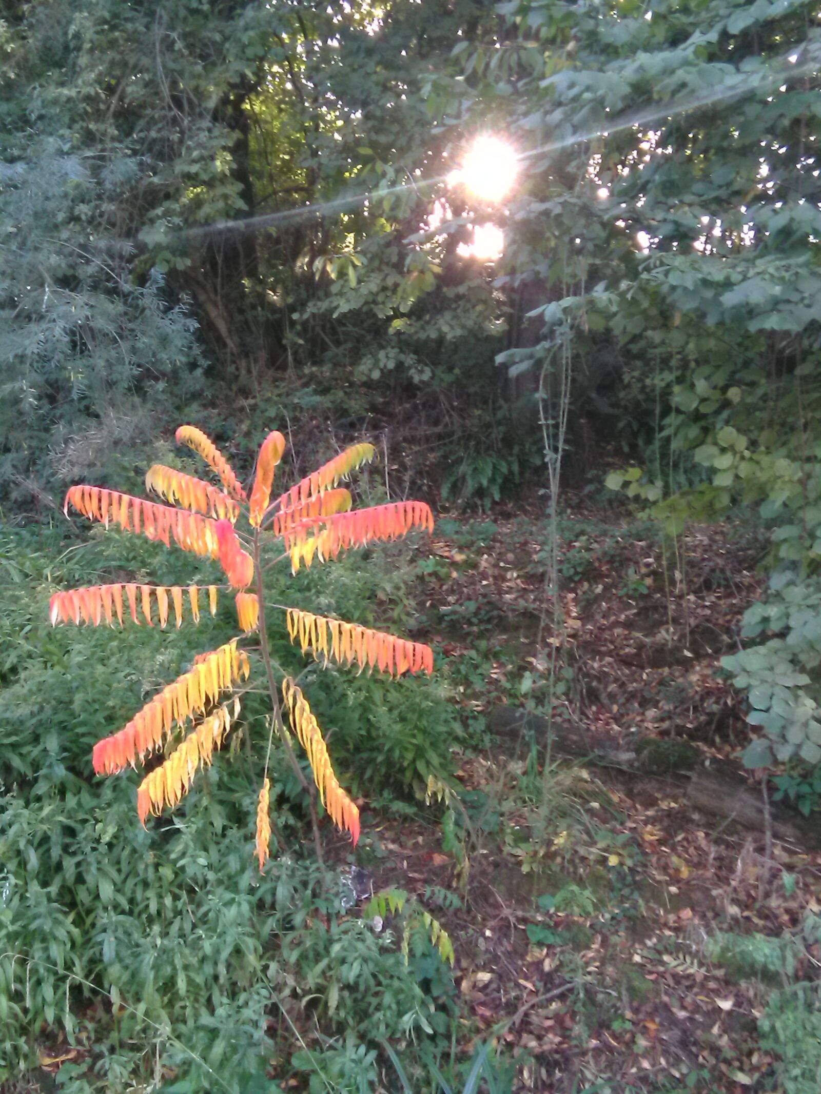 HMD Global Nokia 2 sample photo. Sunburst, flower, nature photography