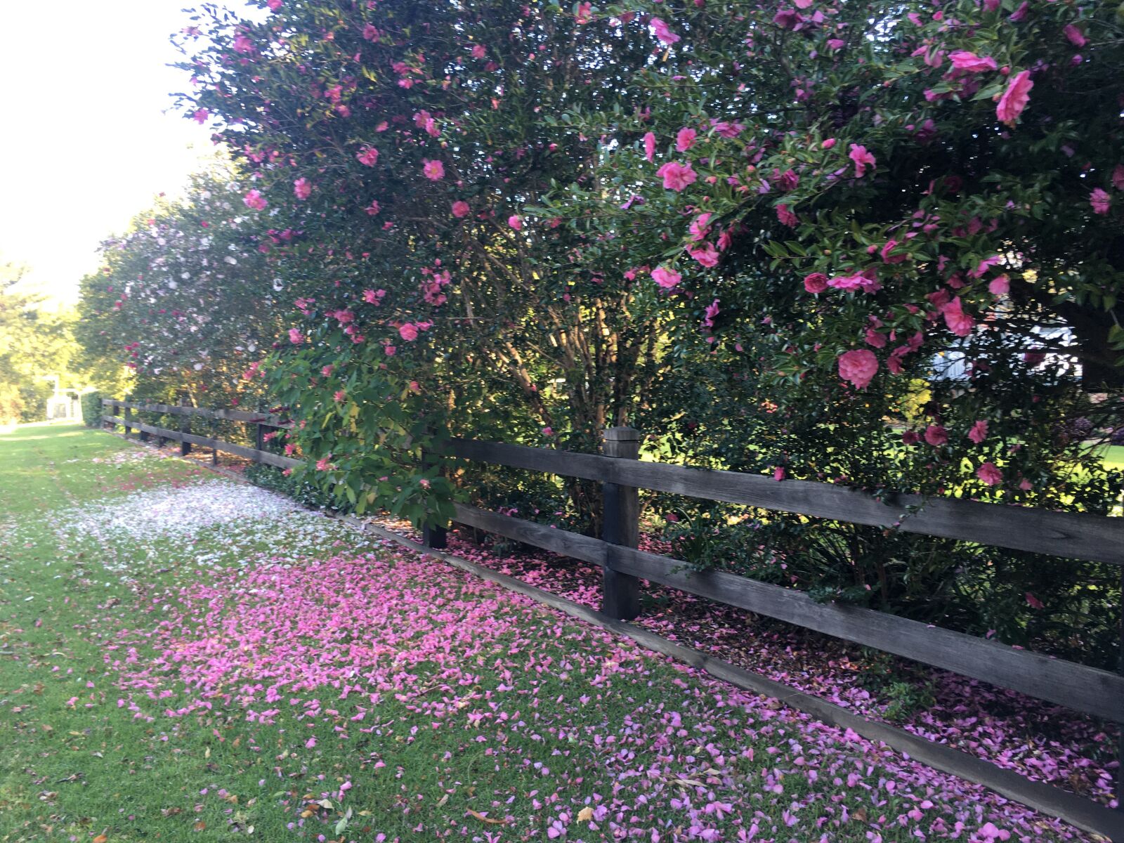 iPhone 6s back camera 4.15mm f/2.2 sample photo. Petals, berry, camellias photography