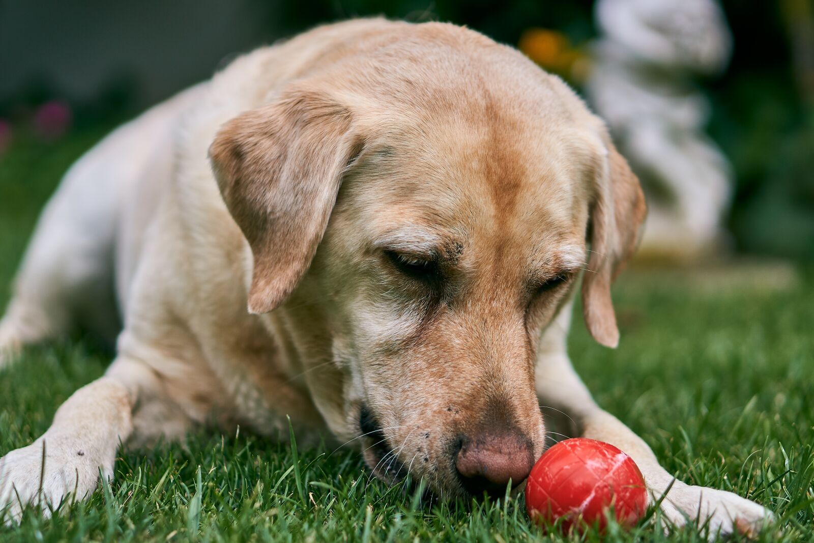 Sony E 50mm F1.8 OSS sample photo. Labrador, dog, animal photography