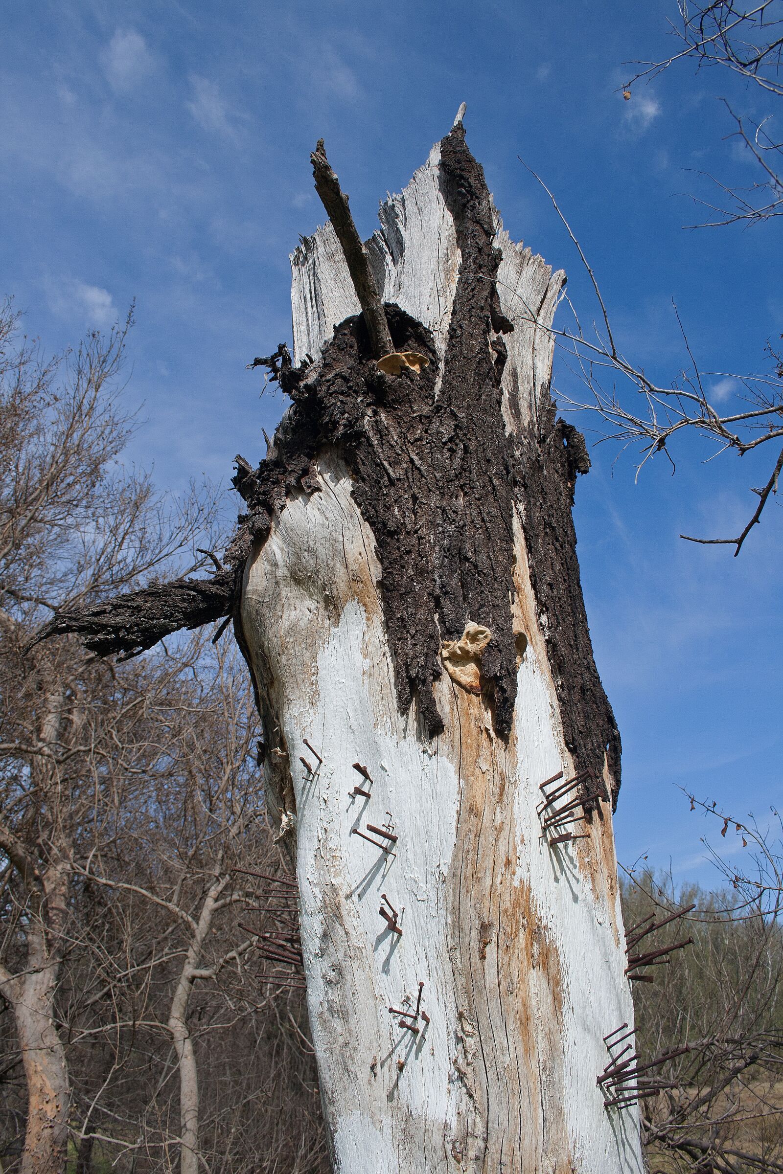 Canon EF-S 18-55mm F3.5-5.6 II sample photo. Art, tree stump, trunk photography