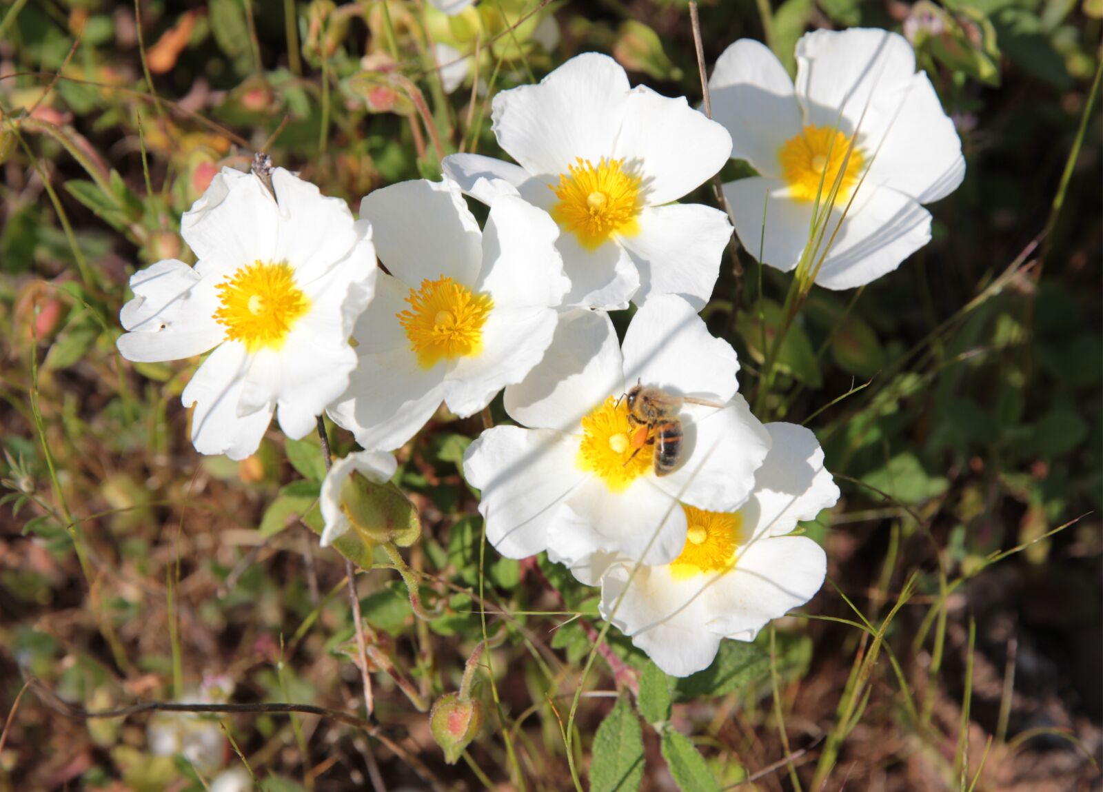 Canon EOS 550D (EOS Rebel T2i / EOS Kiss X4) sample photo. Cistus hybridus, white spruce photography