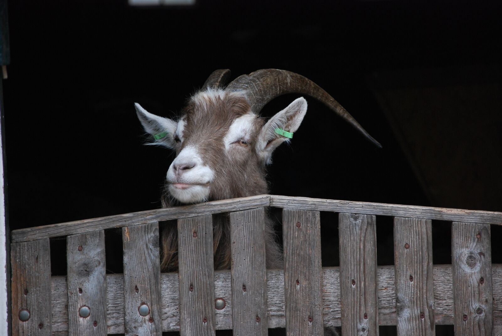 Nikon D80 sample photo. Goat, portrait, farm photography